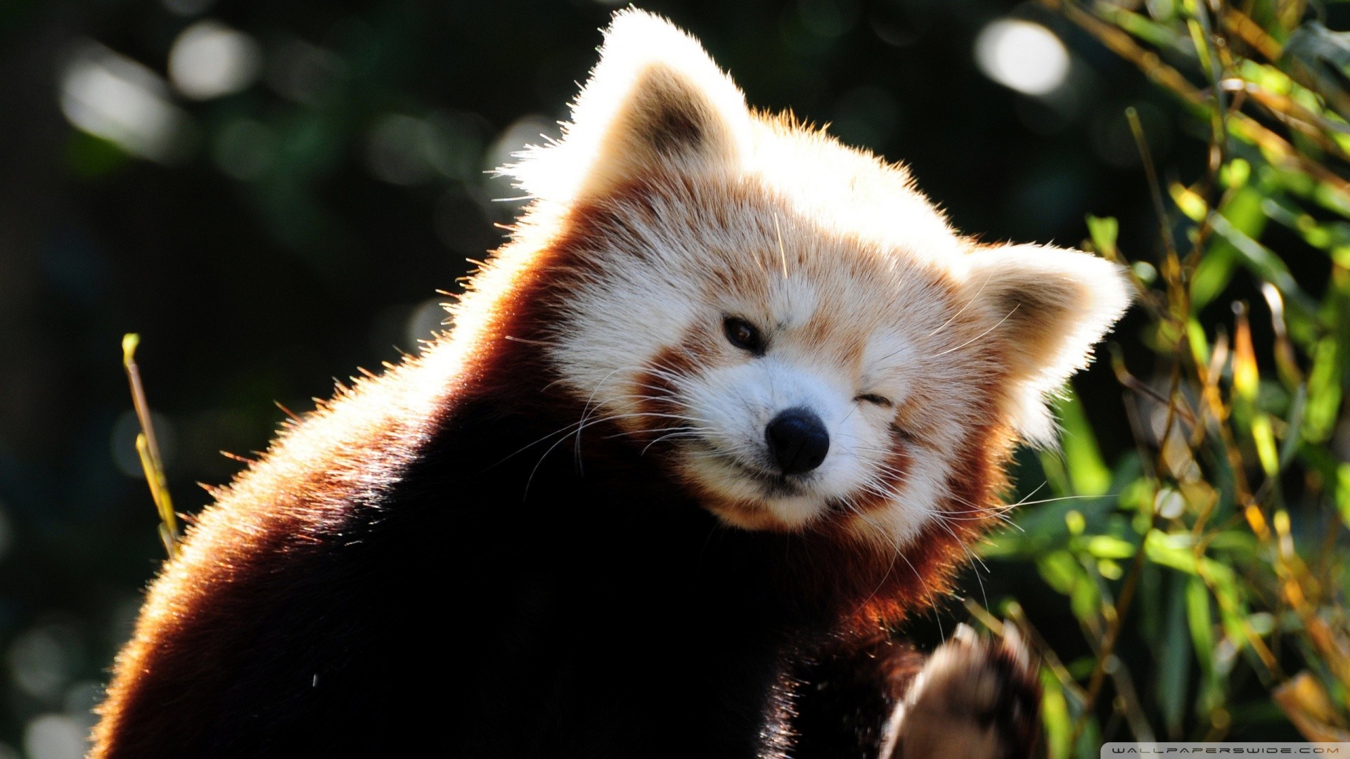 Red Panda Cute Cartoon Wallpapers