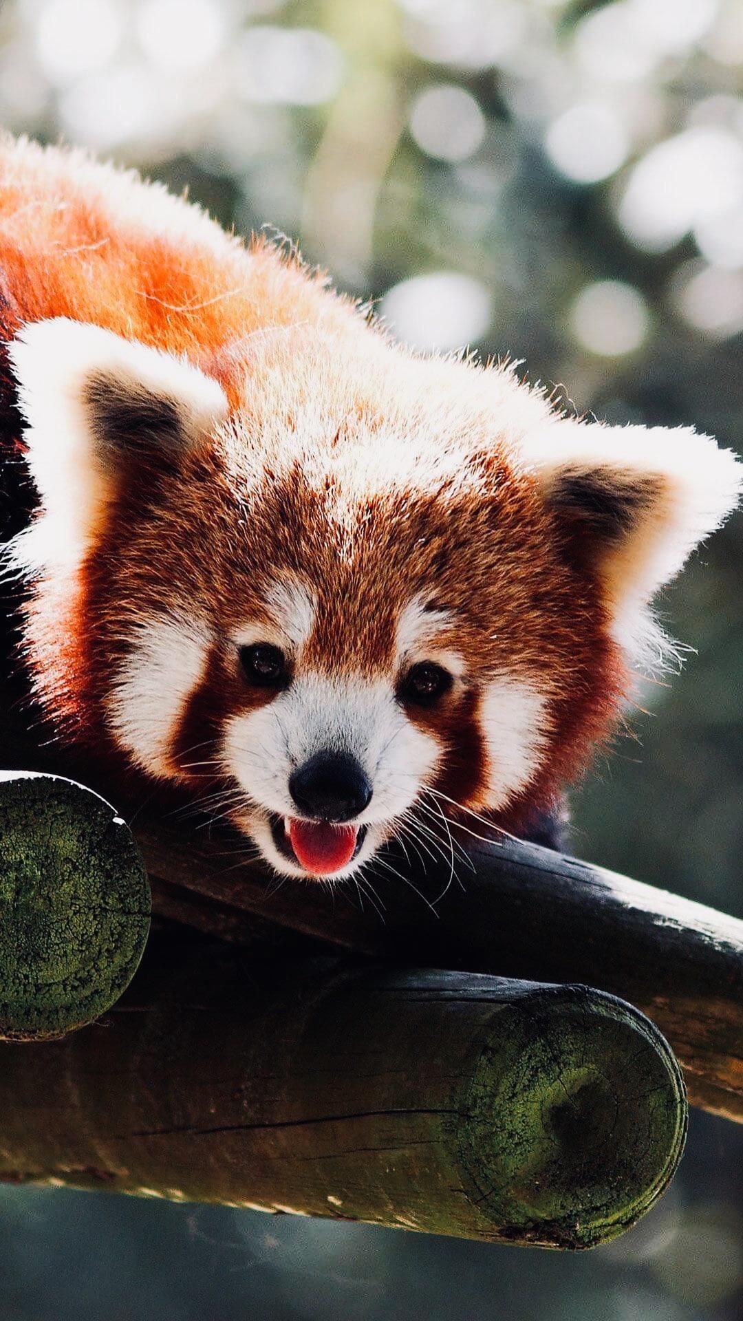 Red Panda Cute Cartoon Wallpapers