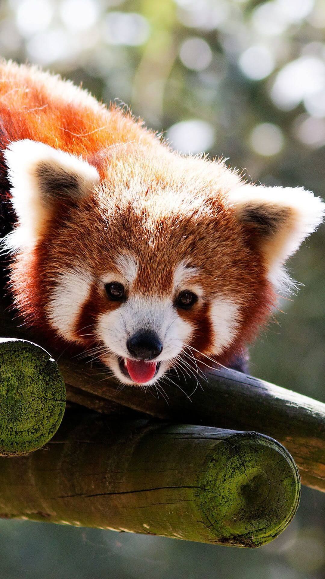 Red Panda Kawaii Wallpapers