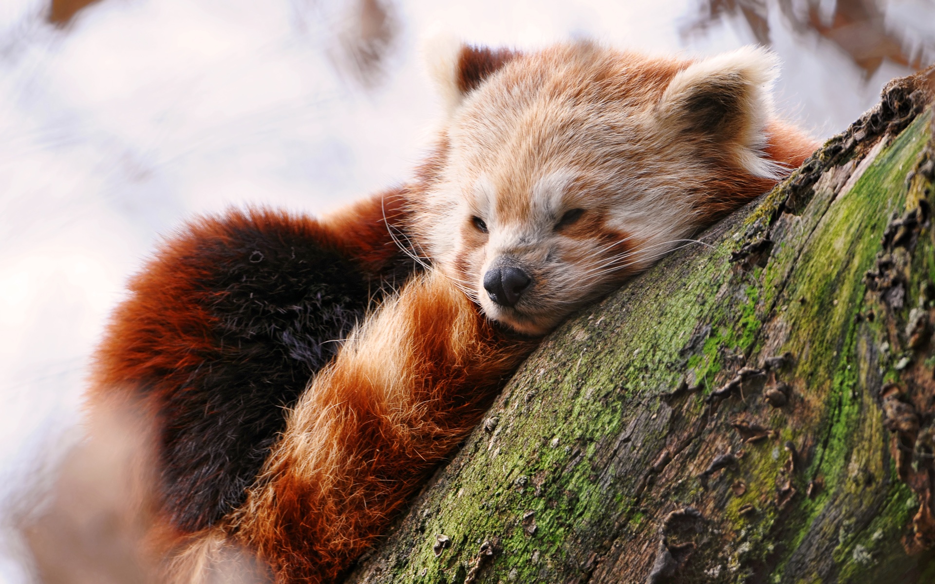 Red Panda Kawaii Wallpapers