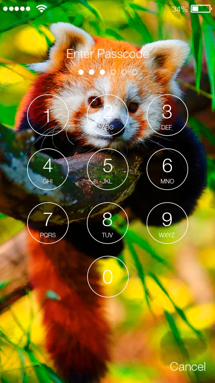 Red Panda Kawaii Wallpapers