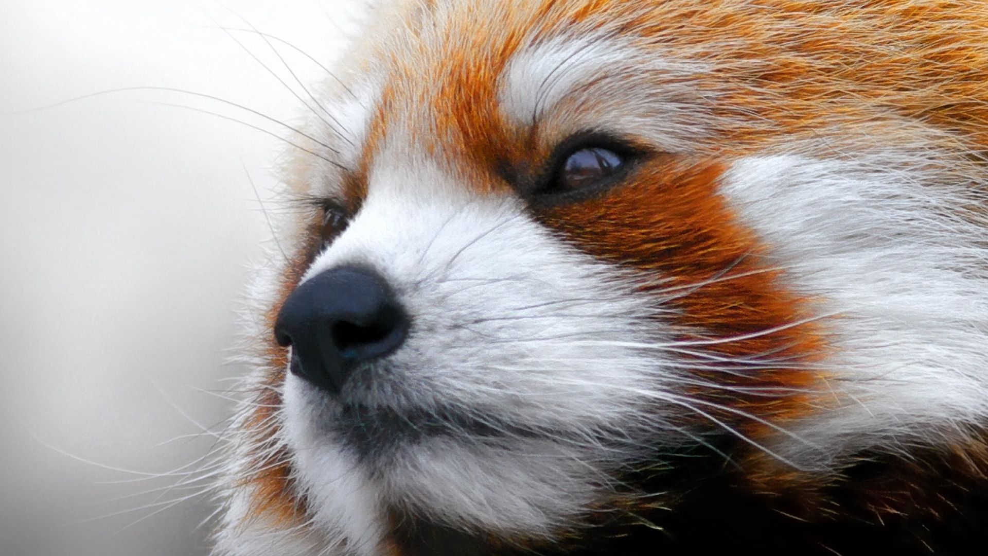 Red Panda Kawaii Wallpapers