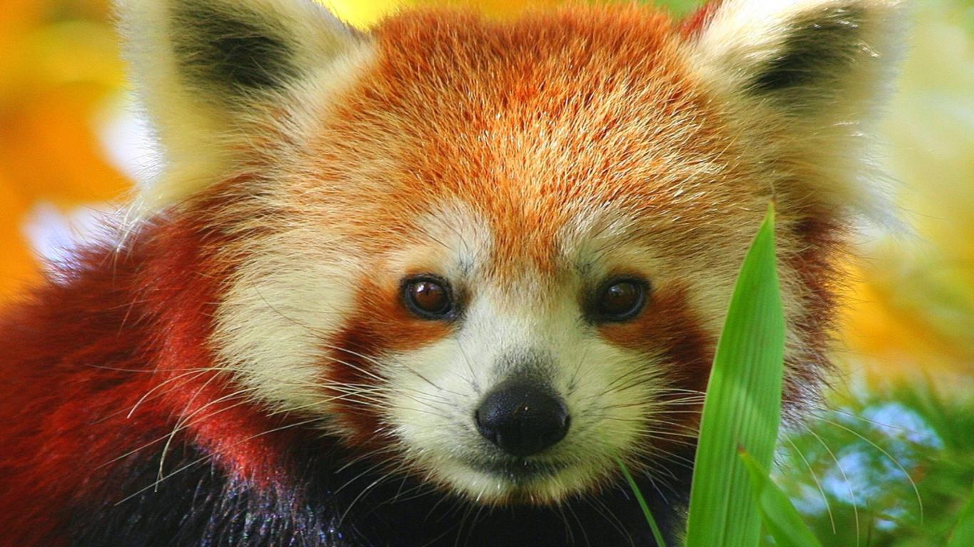 Red Panda Kawaii Wallpapers