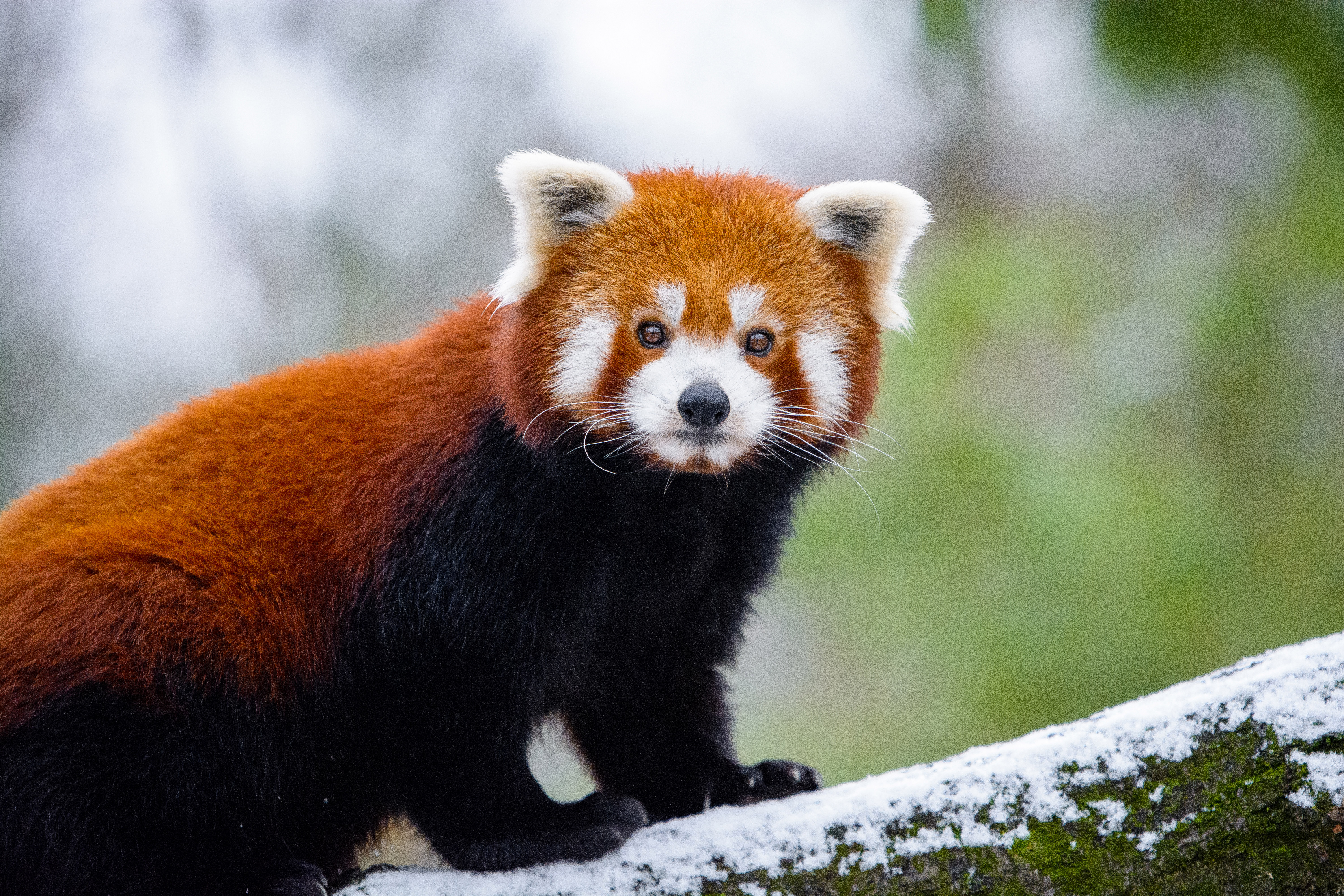 Red Panda Kawaii Wallpapers