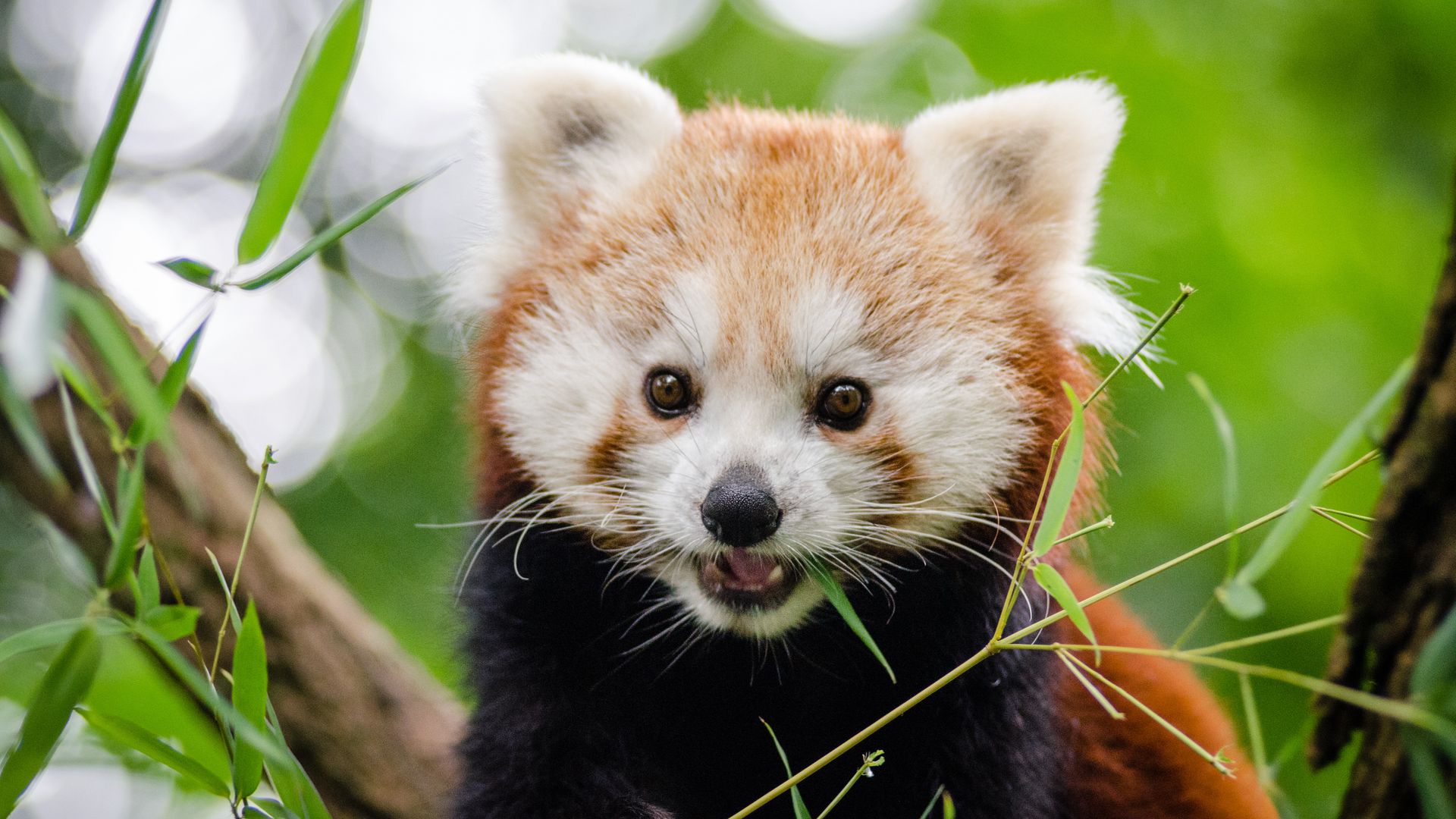 Red Panda Kawaii Wallpapers