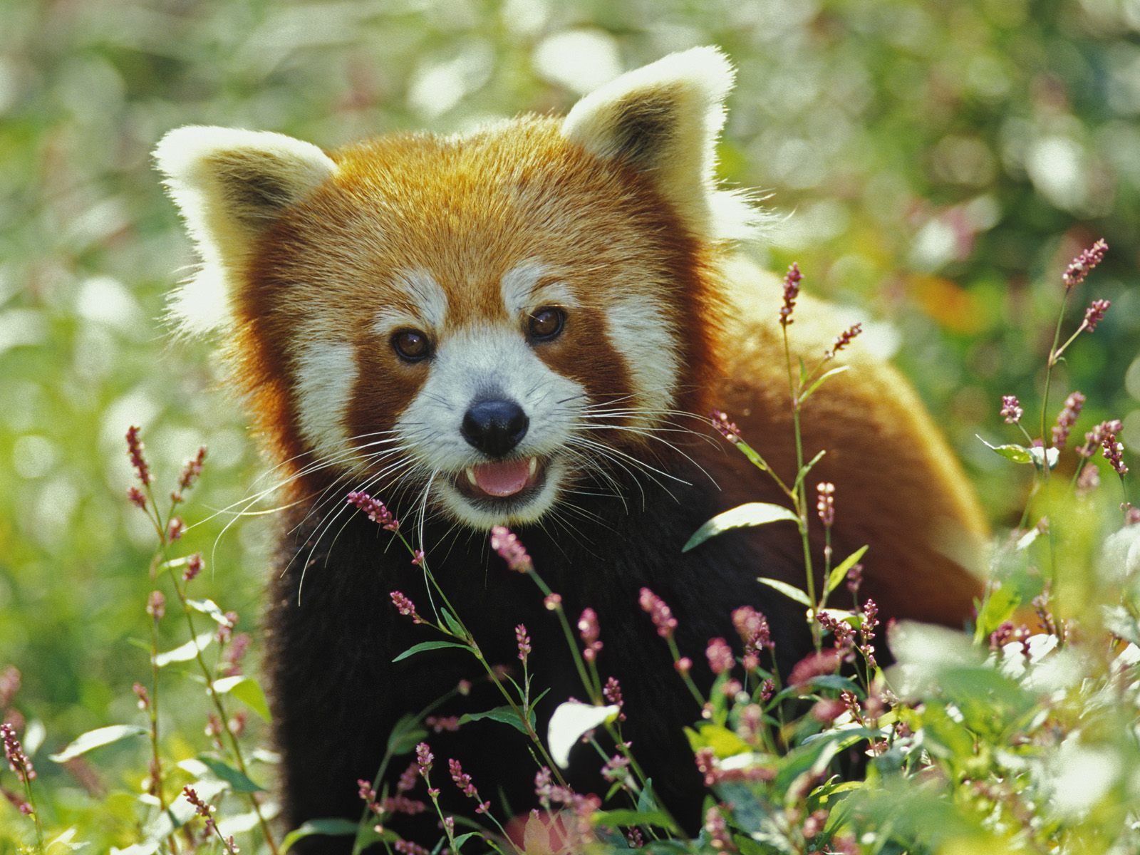 Red Panda Kawaii Wallpapers