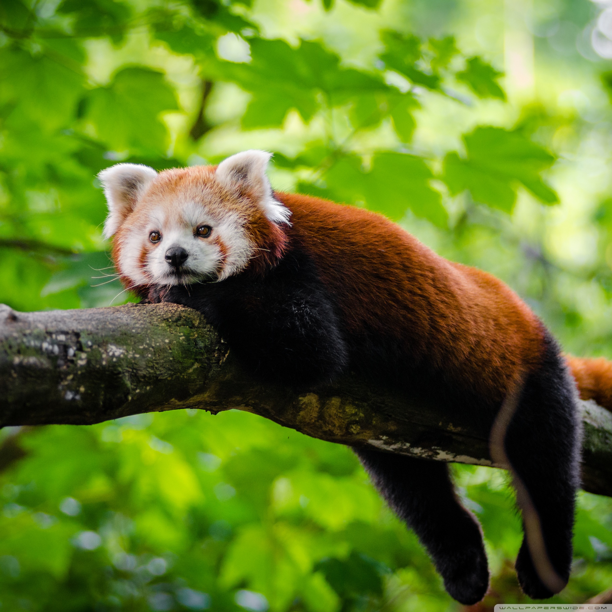 Red Panda Kawaii Wallpapers