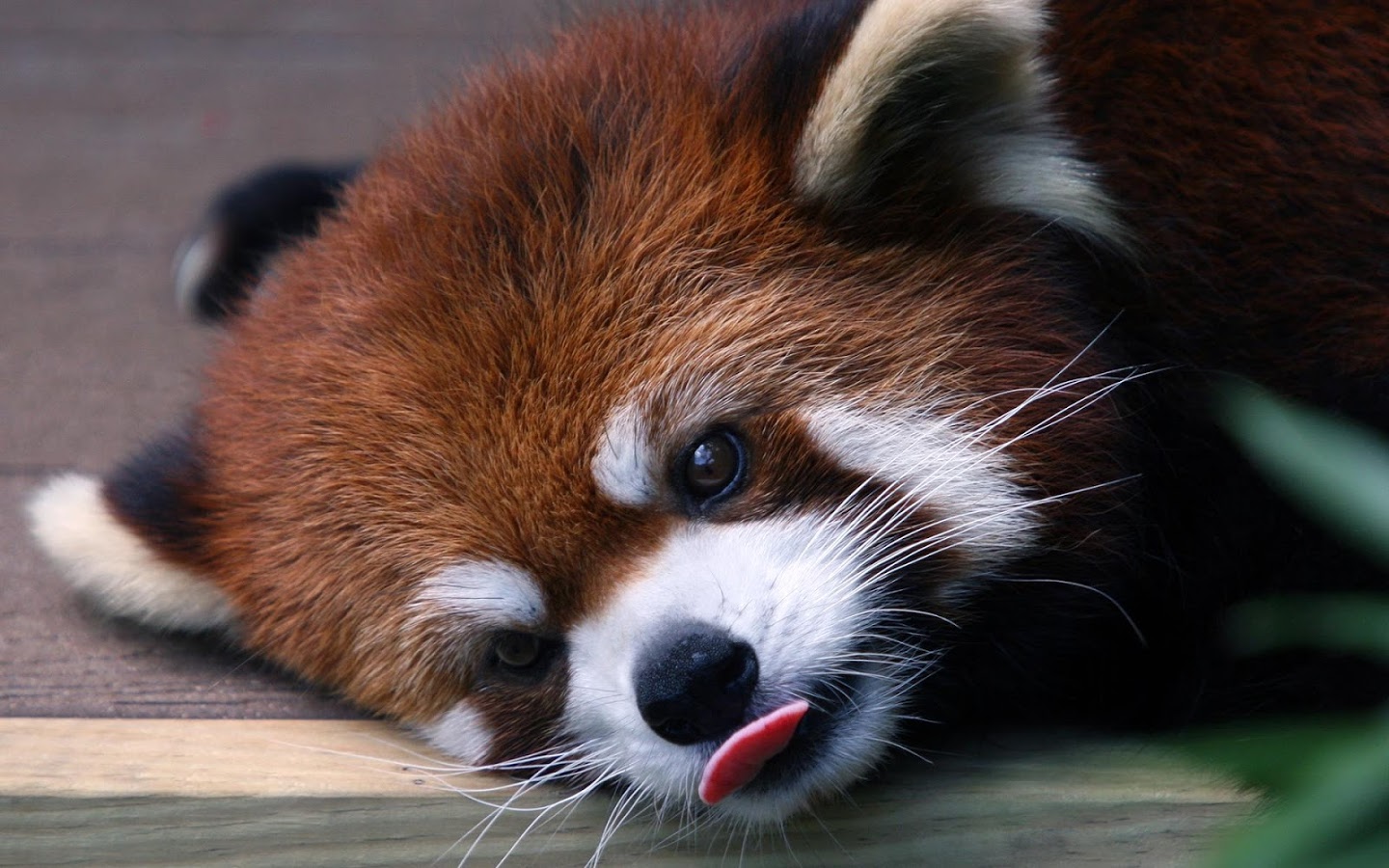 Red Panda Kawaii Wallpapers