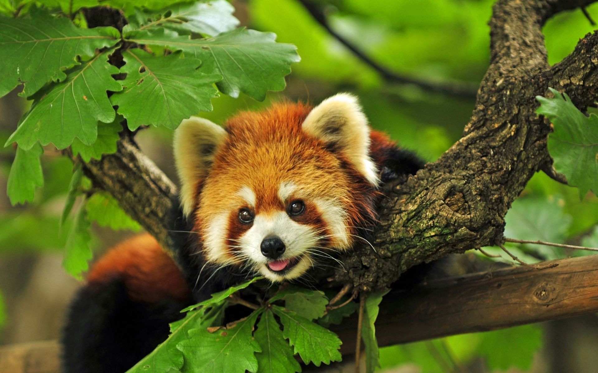 Red Panda Kawaii Wallpapers