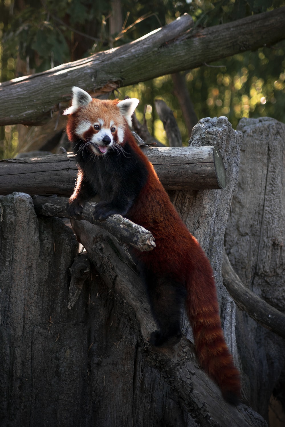 Red Panda Kawaii Wallpapers