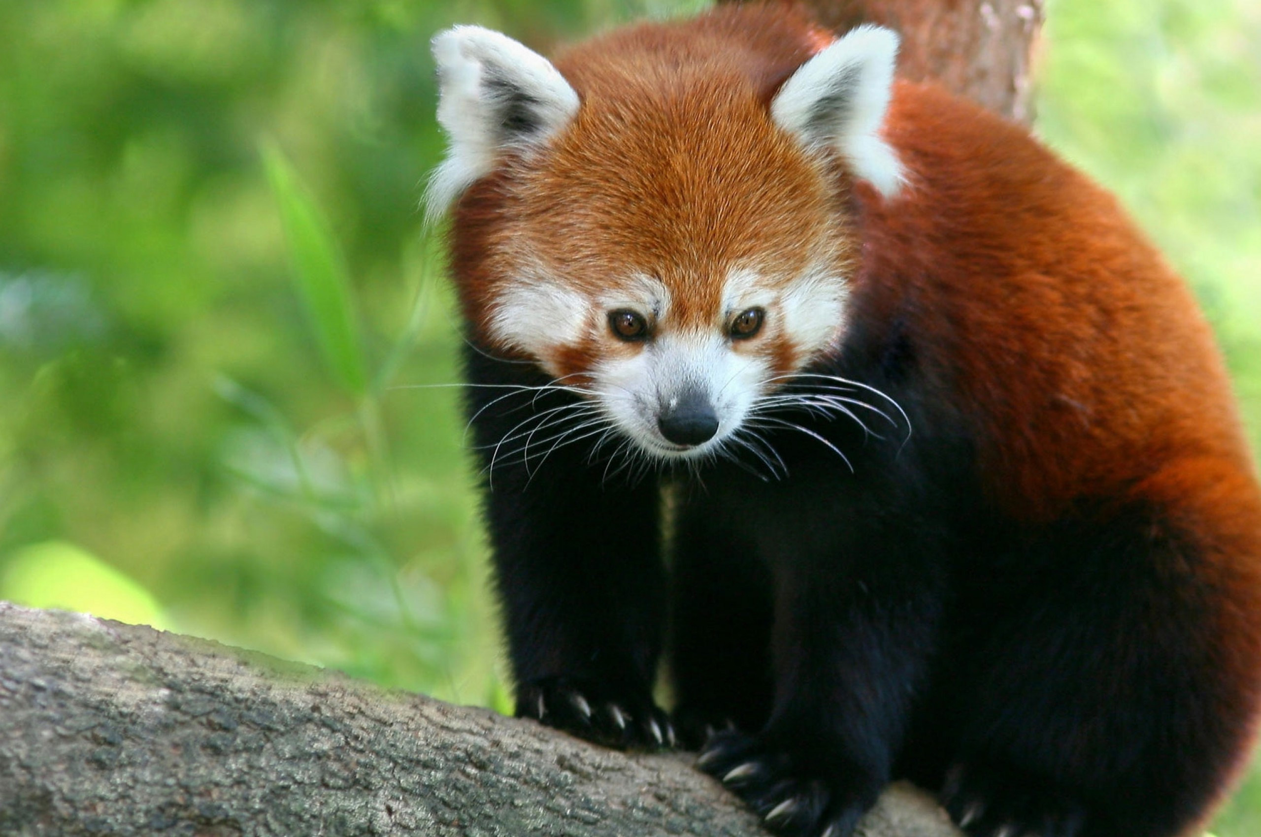 Red Panda Kawaii Wallpapers