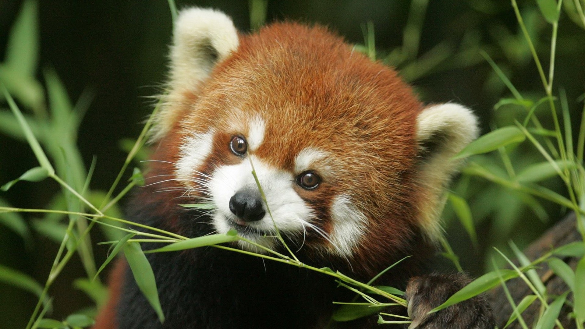 Red Panda Kawaii Wallpapers