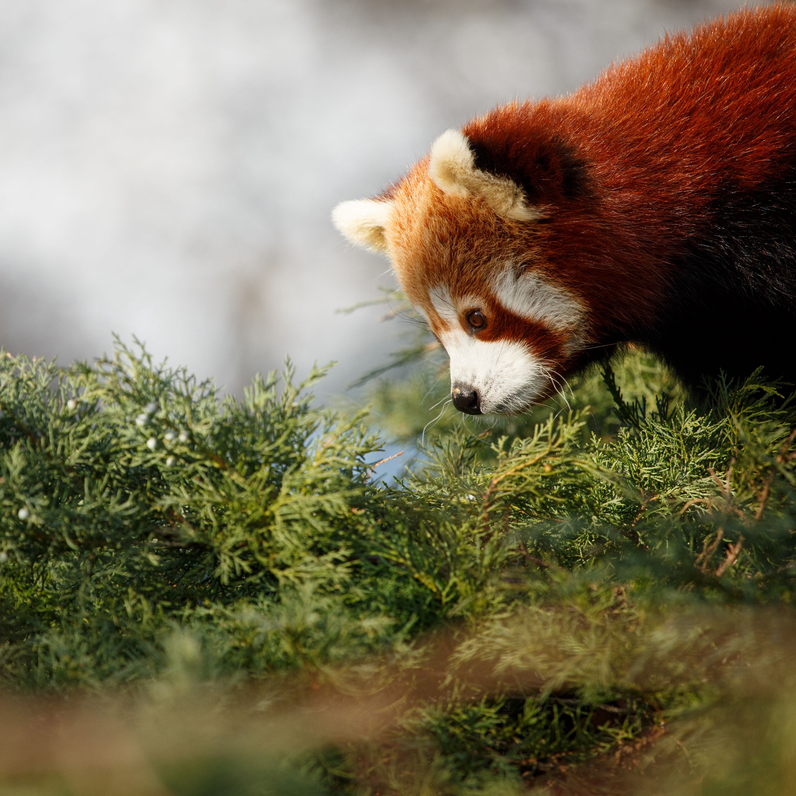 Red Panda Kawaii Wallpapers