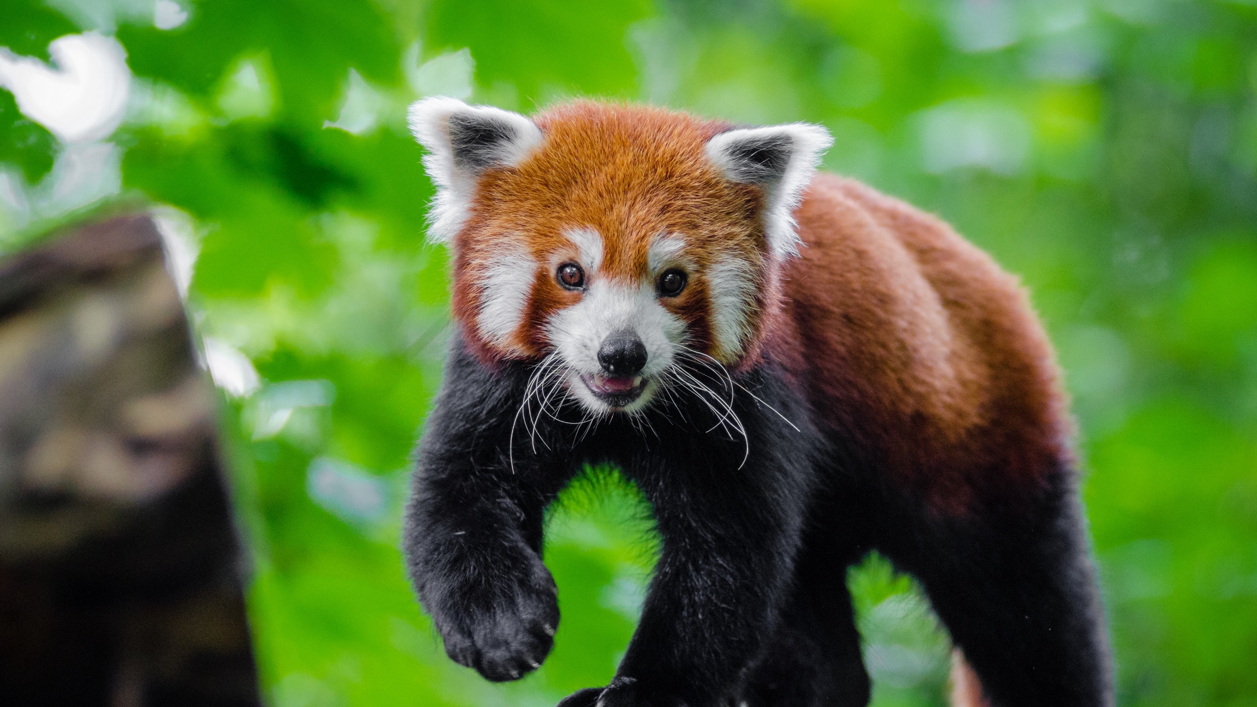 Red Panda Kawaii Wallpapers