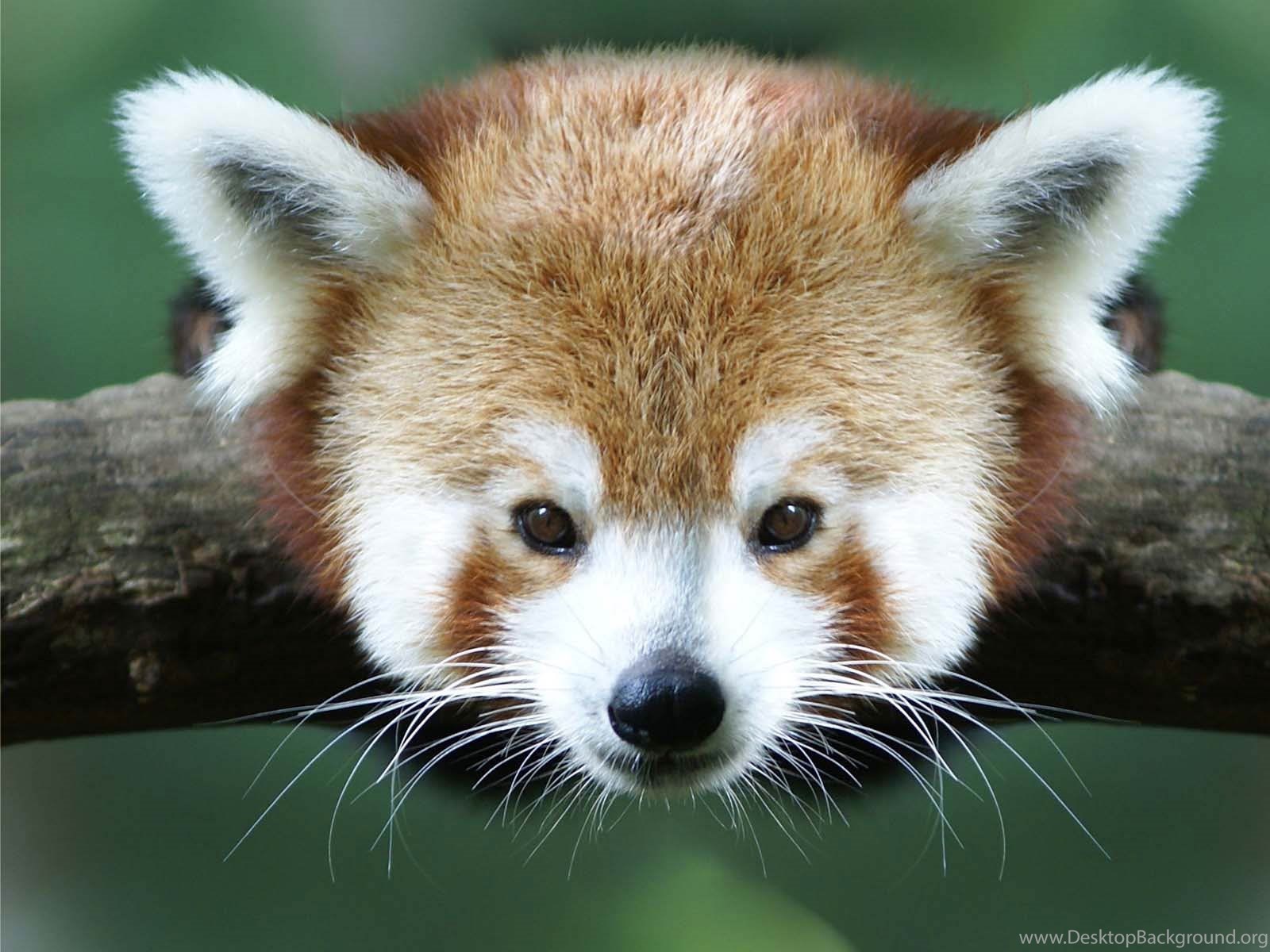 Red Panda Kawaii Wallpapers