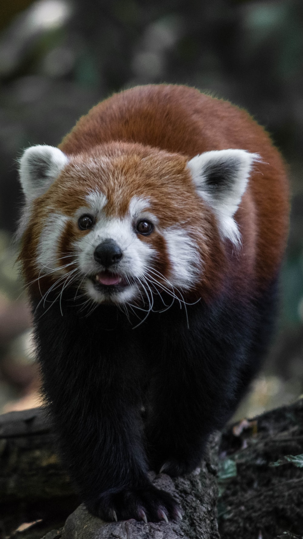 Red Panda Wallpapers