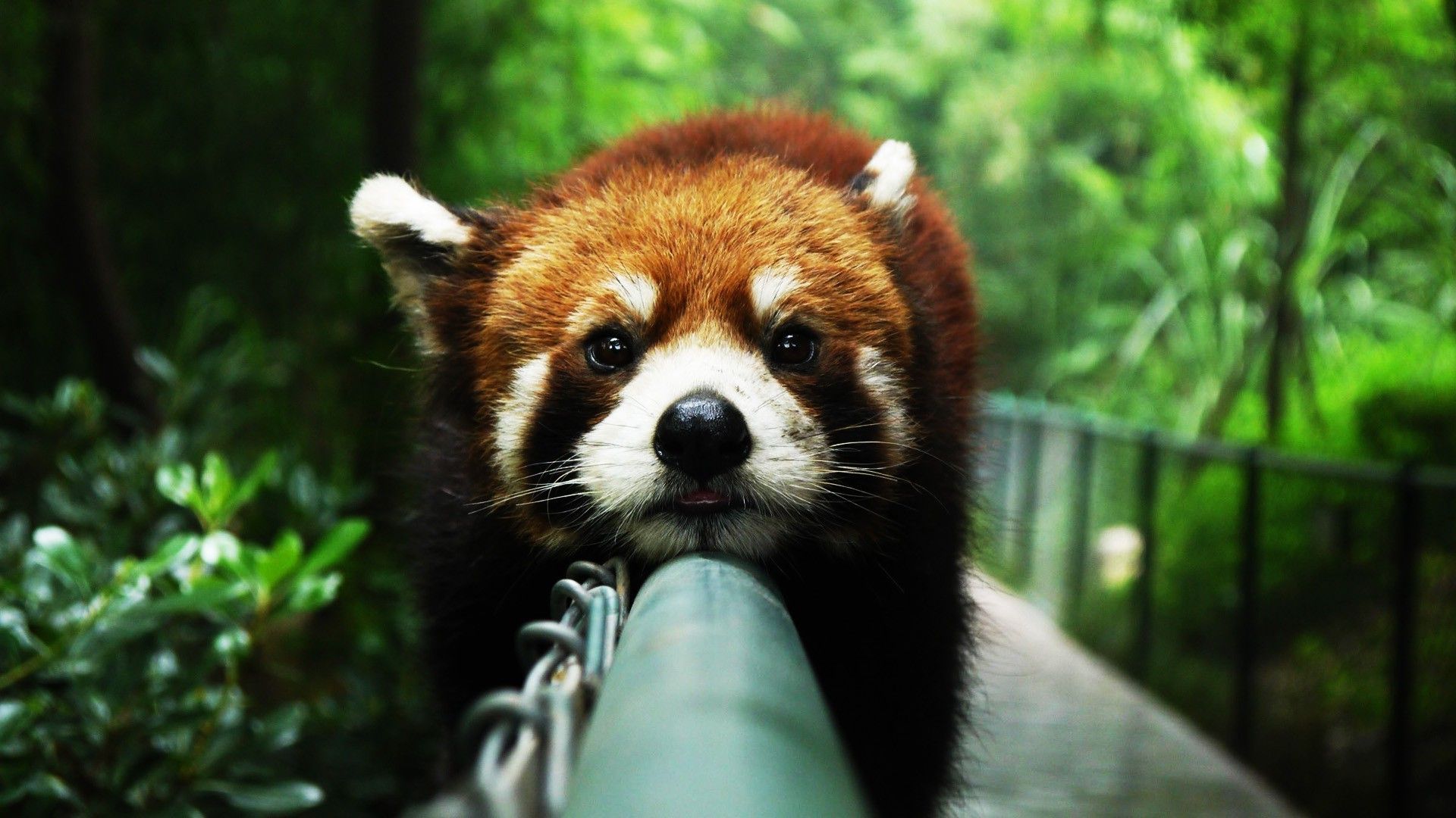 Red Panda Wallpapers