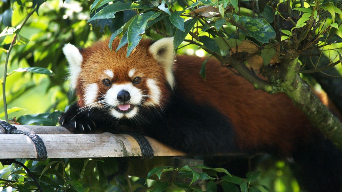 Red Panda Wallpapers