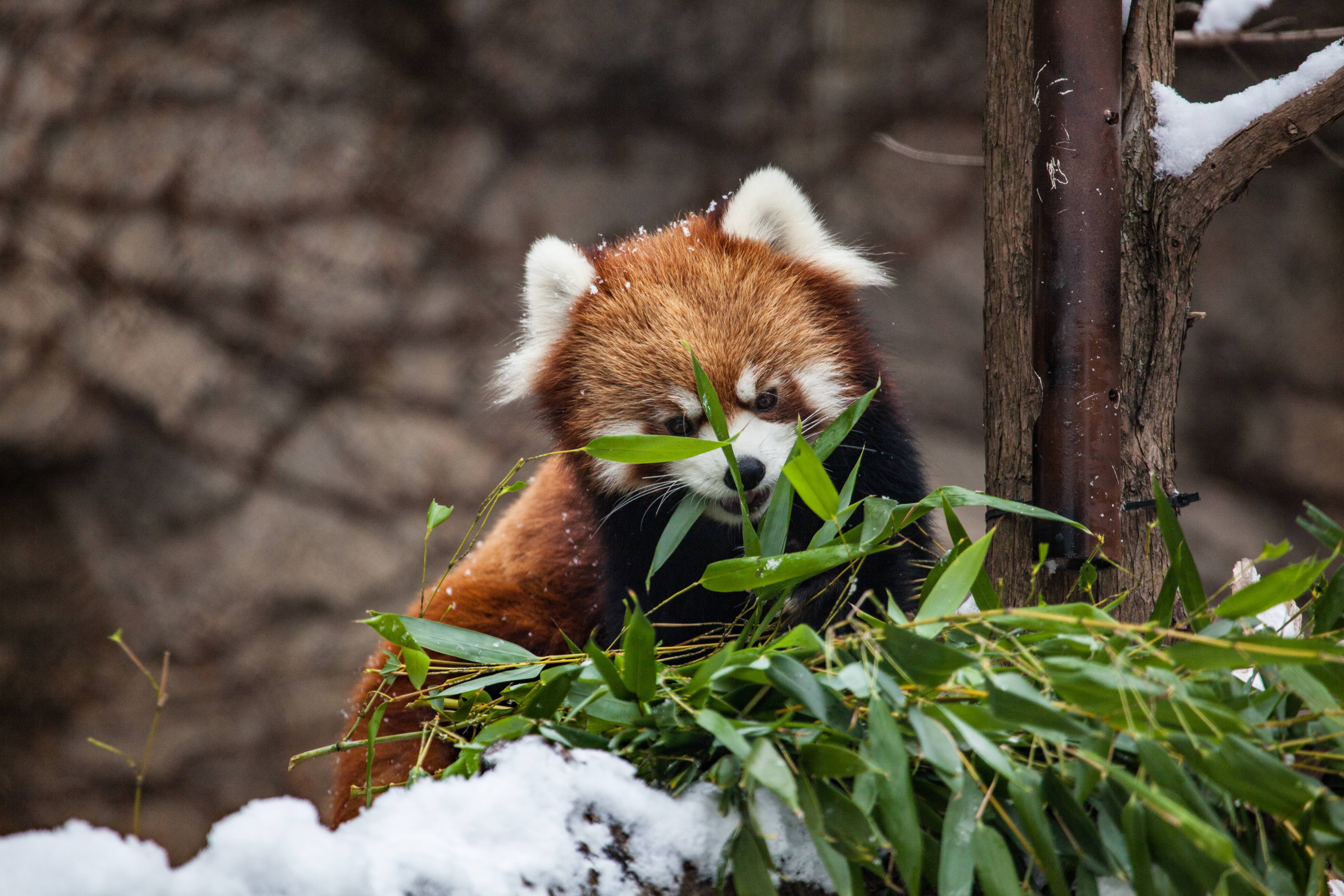 Red Panda Wallpapers