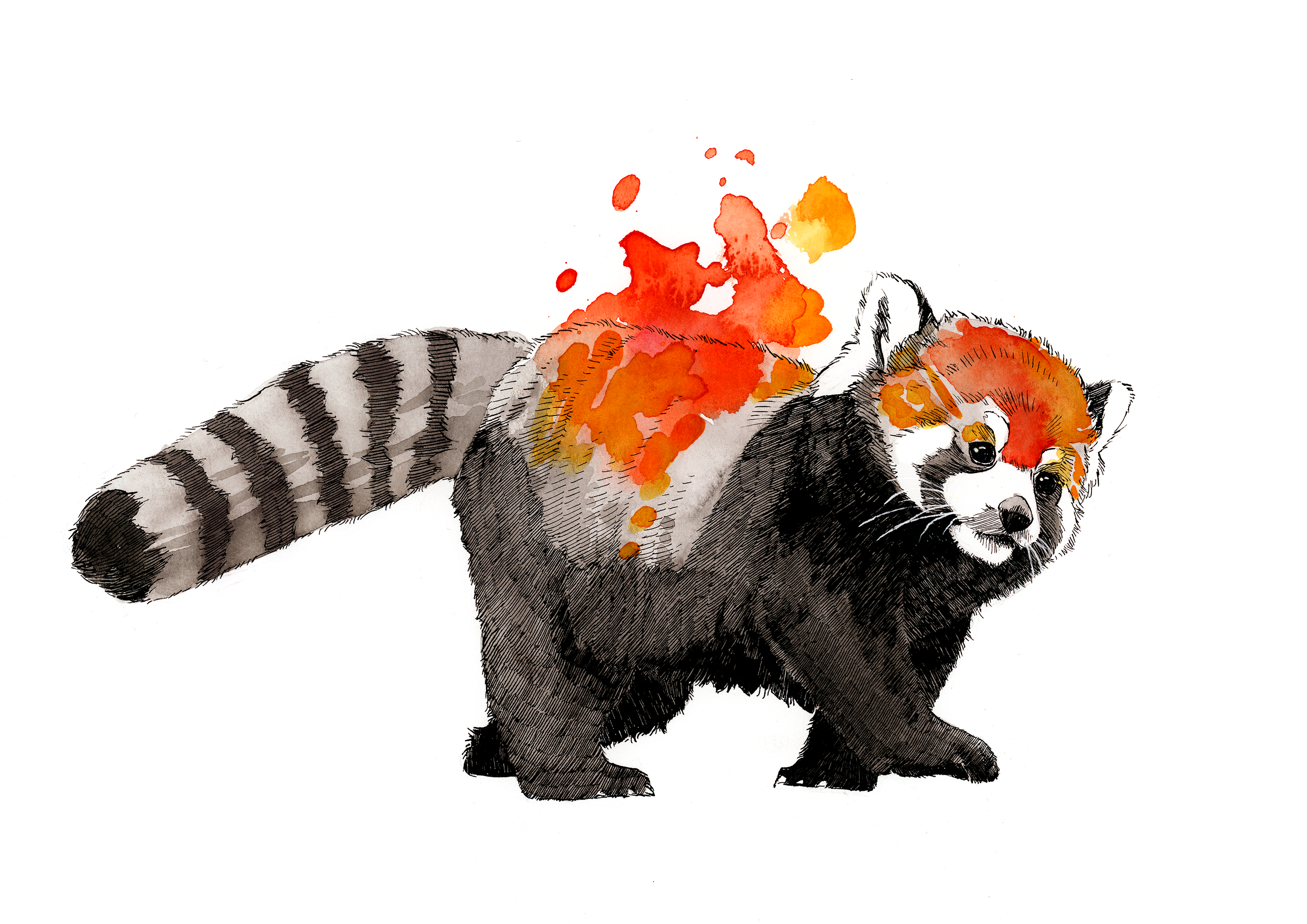 Red Panda Wallpapers