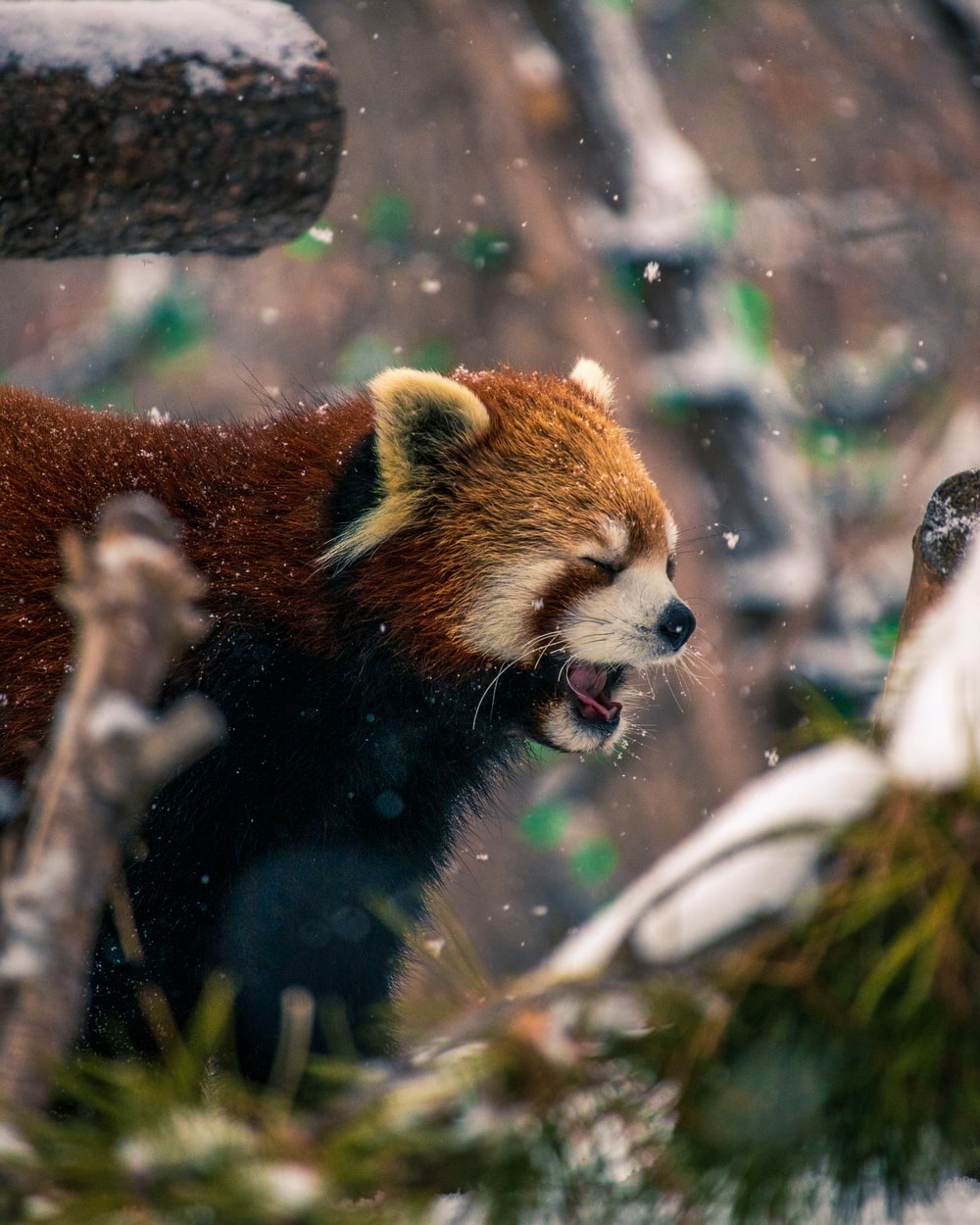 Red Panda Wallpapers