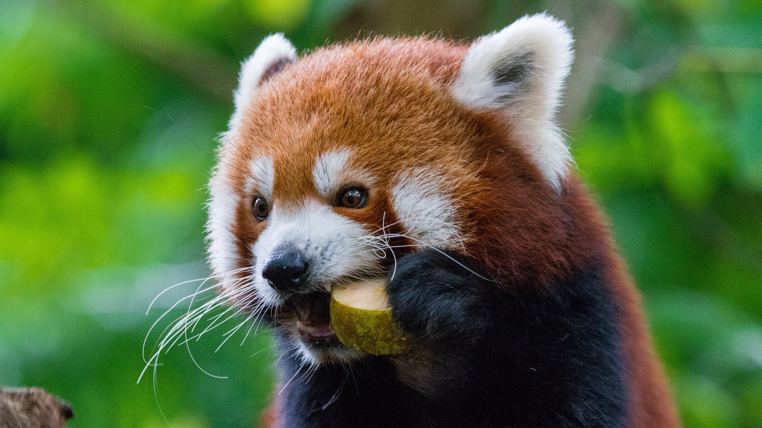 Red Panda Wallpapers