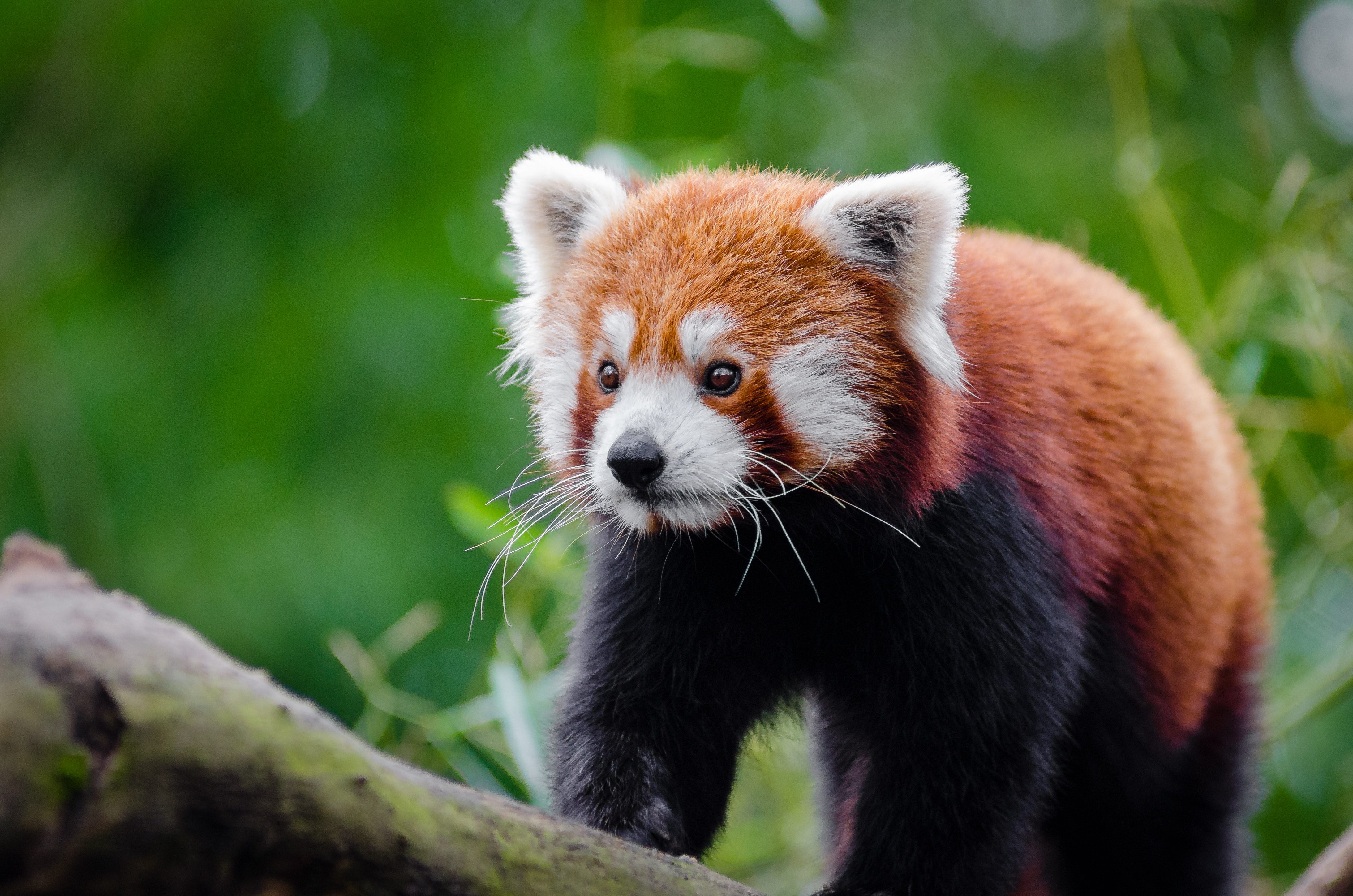 Red Panda Wallpapers