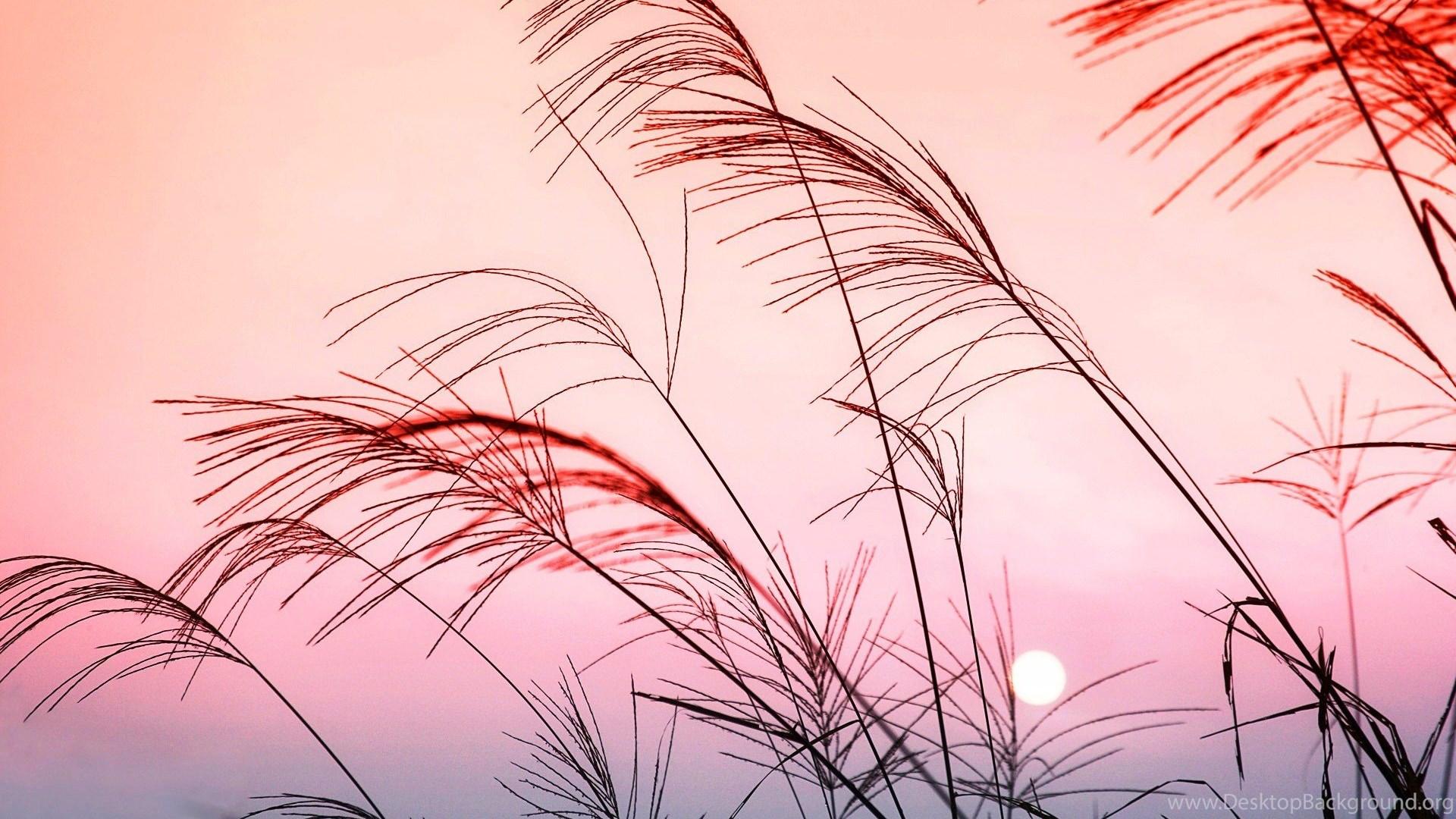 Red Pastel Aesthetic Desktop Wallpapers