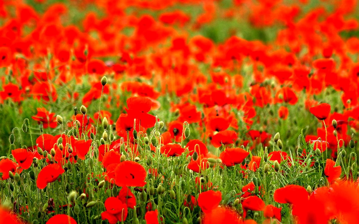 Red Poppy Wallpapers