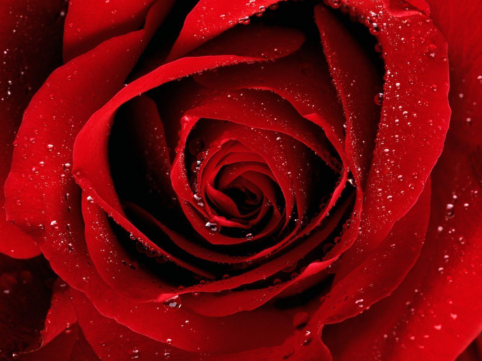 Red Rose 4K Wallpapers