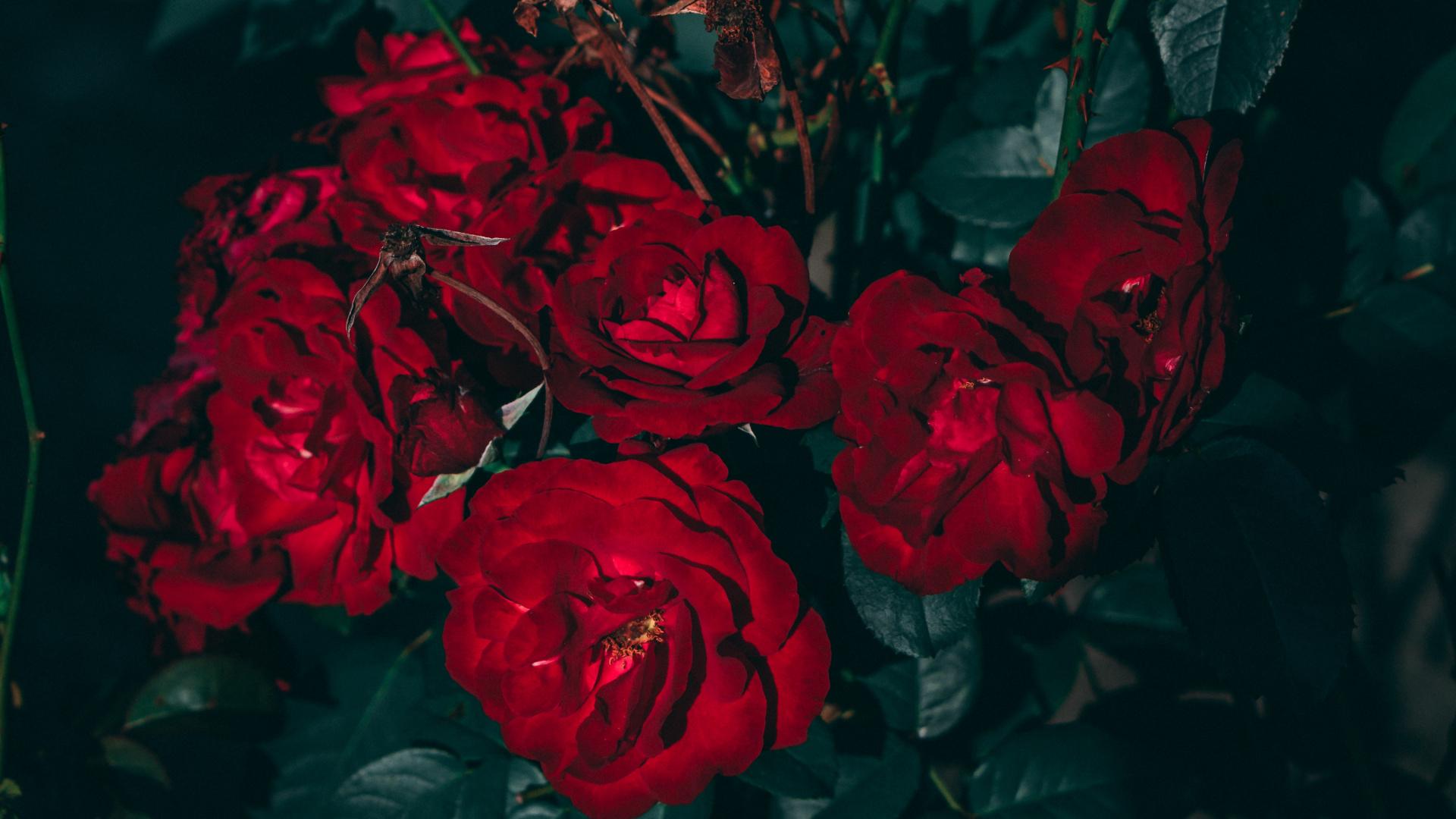 Red Rose Aesthetic Computer Wallpapers