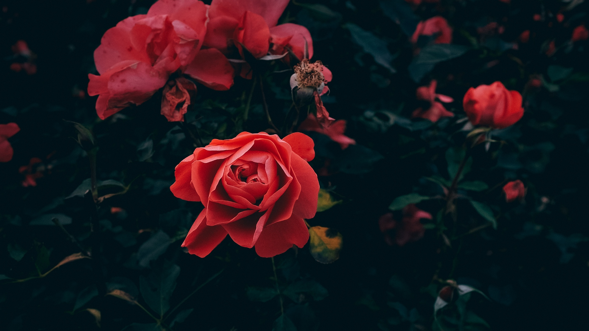 Red Rose Aesthetic Computer Wallpapers