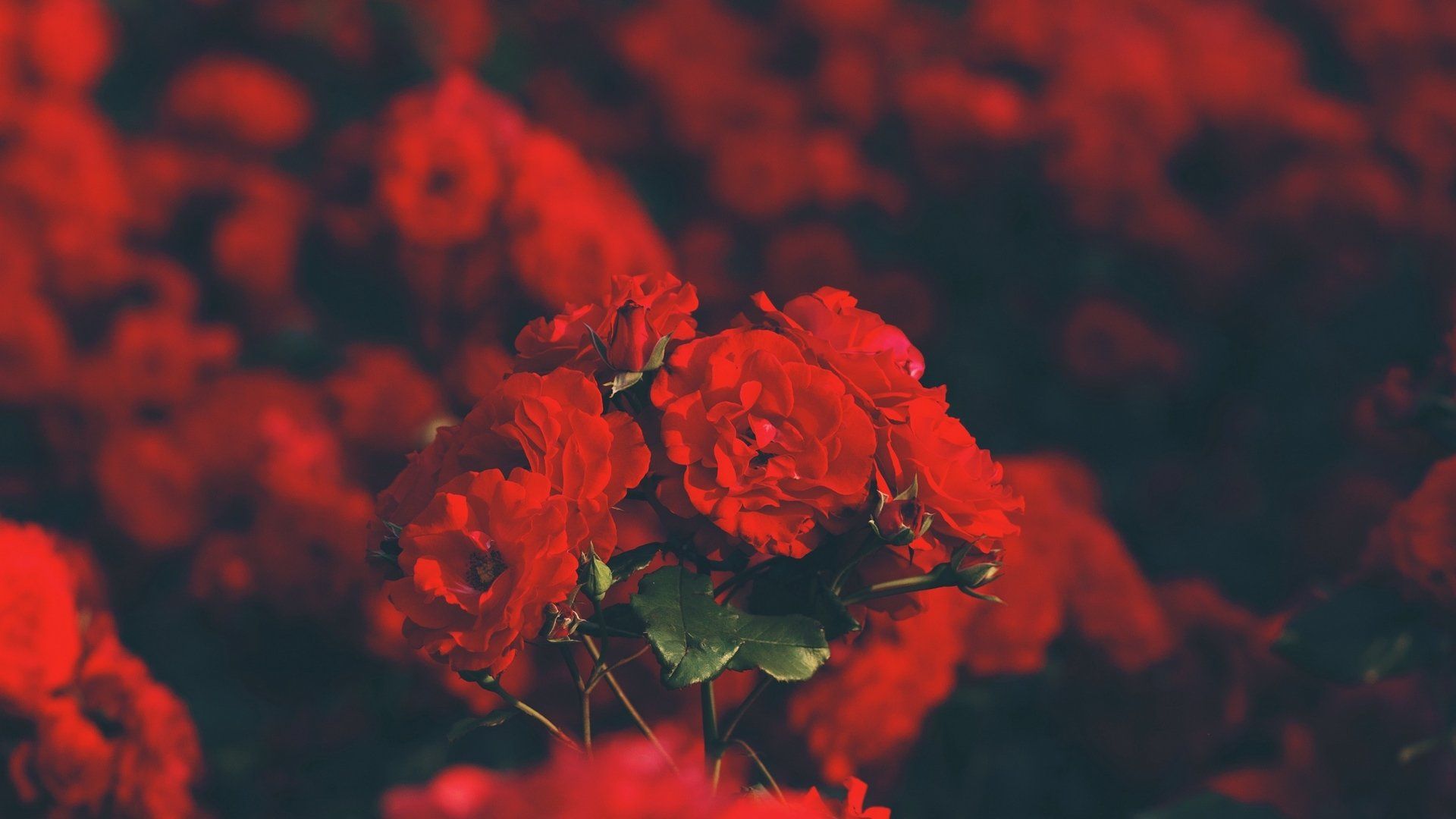 Red Rose Aesthetic Computer Wallpapers