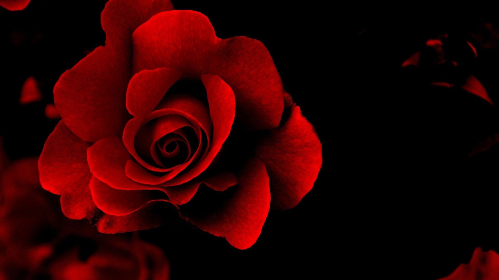 Red Rose Aesthetic Computer Wallpapers