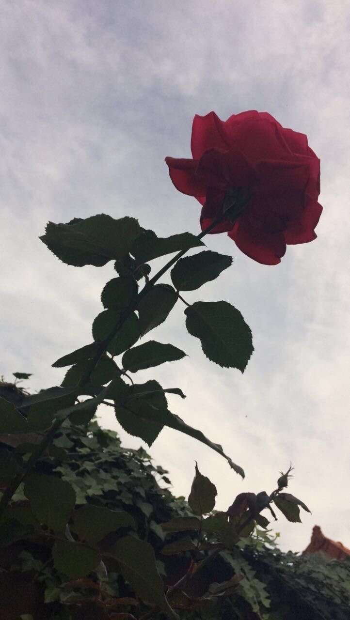 Red Rose Aesthetic Computer Wallpapers