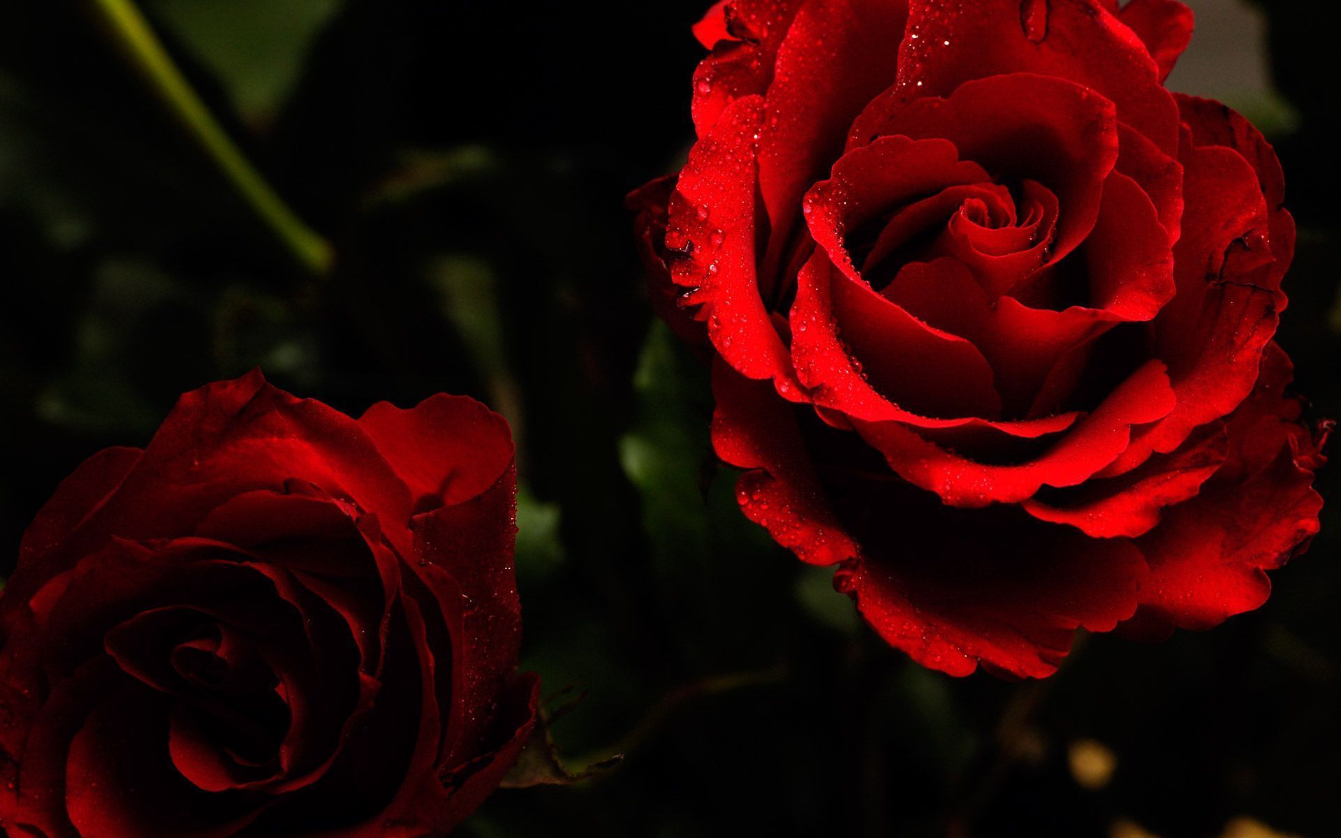 Red Rose Aesthetic Computer Wallpapers