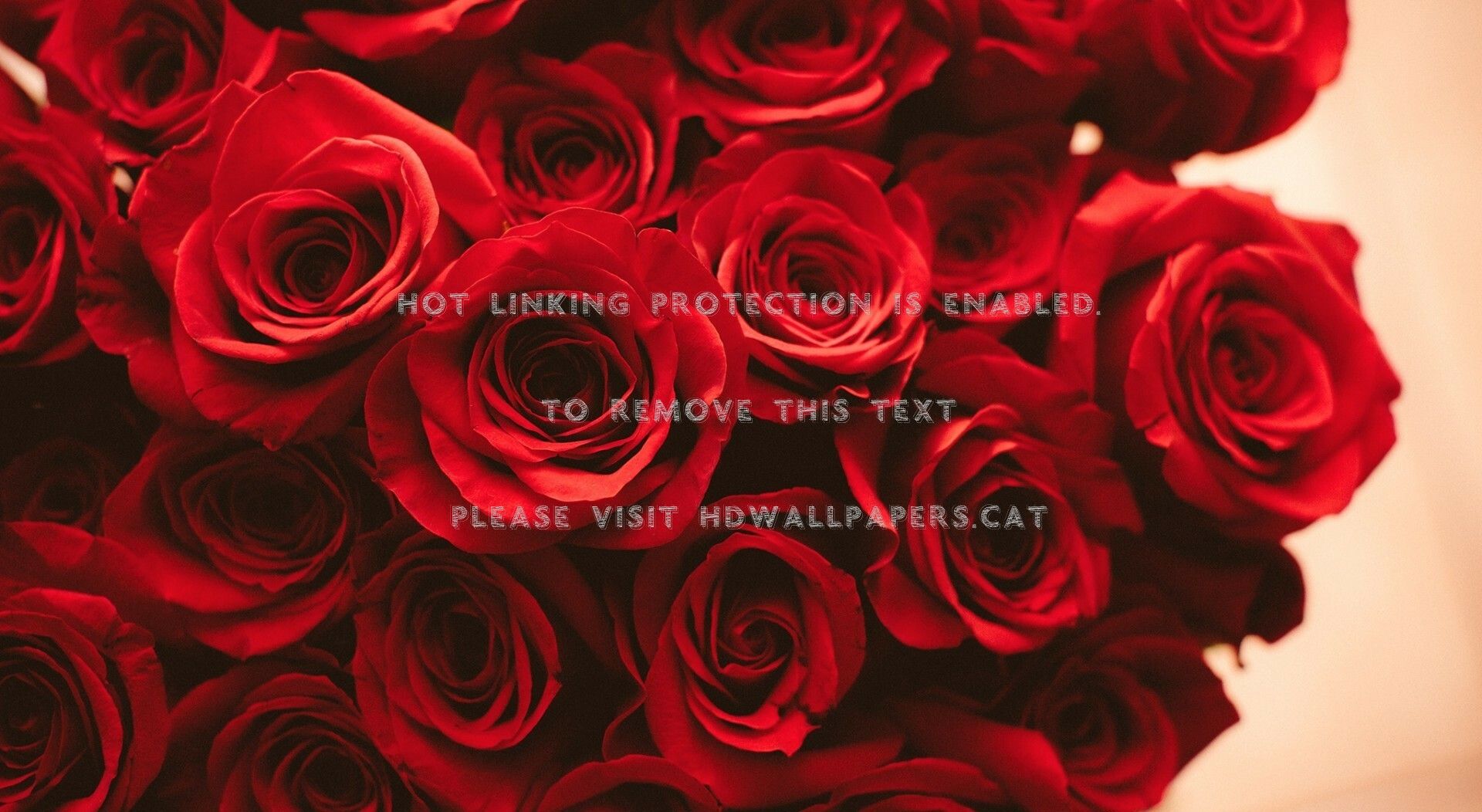 Red Rose Aesthetic Computer Wallpapers