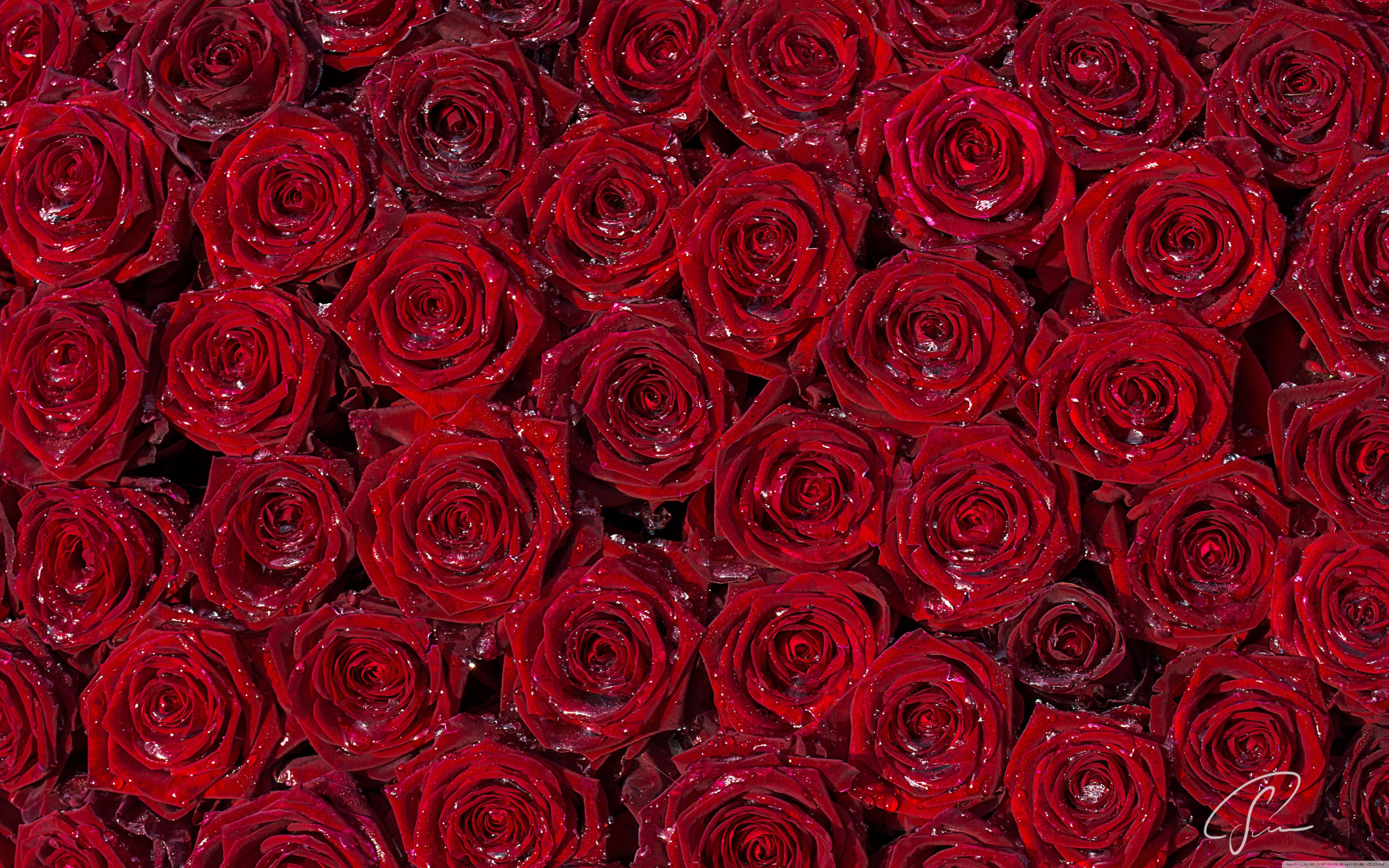 Red Rose Aesthetic Computer Wallpapers