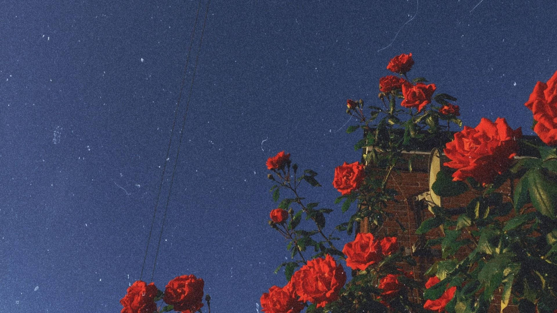 Red Rose Aesthetic Computer Wallpapers