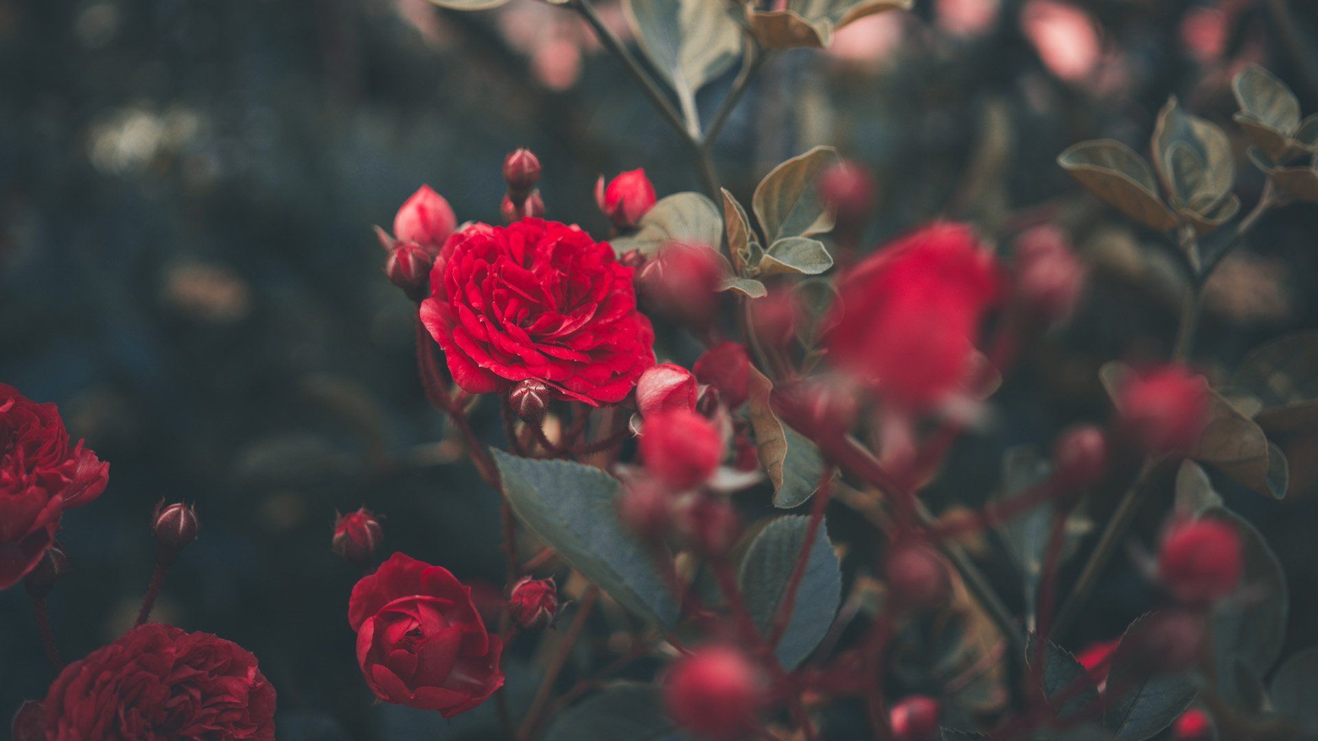 Red Rose Aesthetic Computer Wallpapers