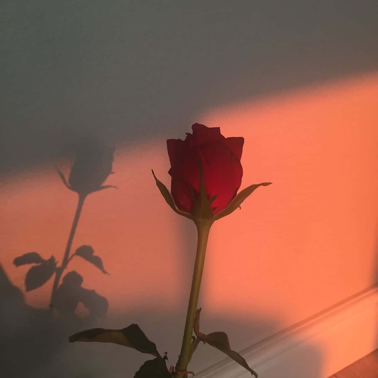 Red Rose Aesthetic Computer Wallpapers