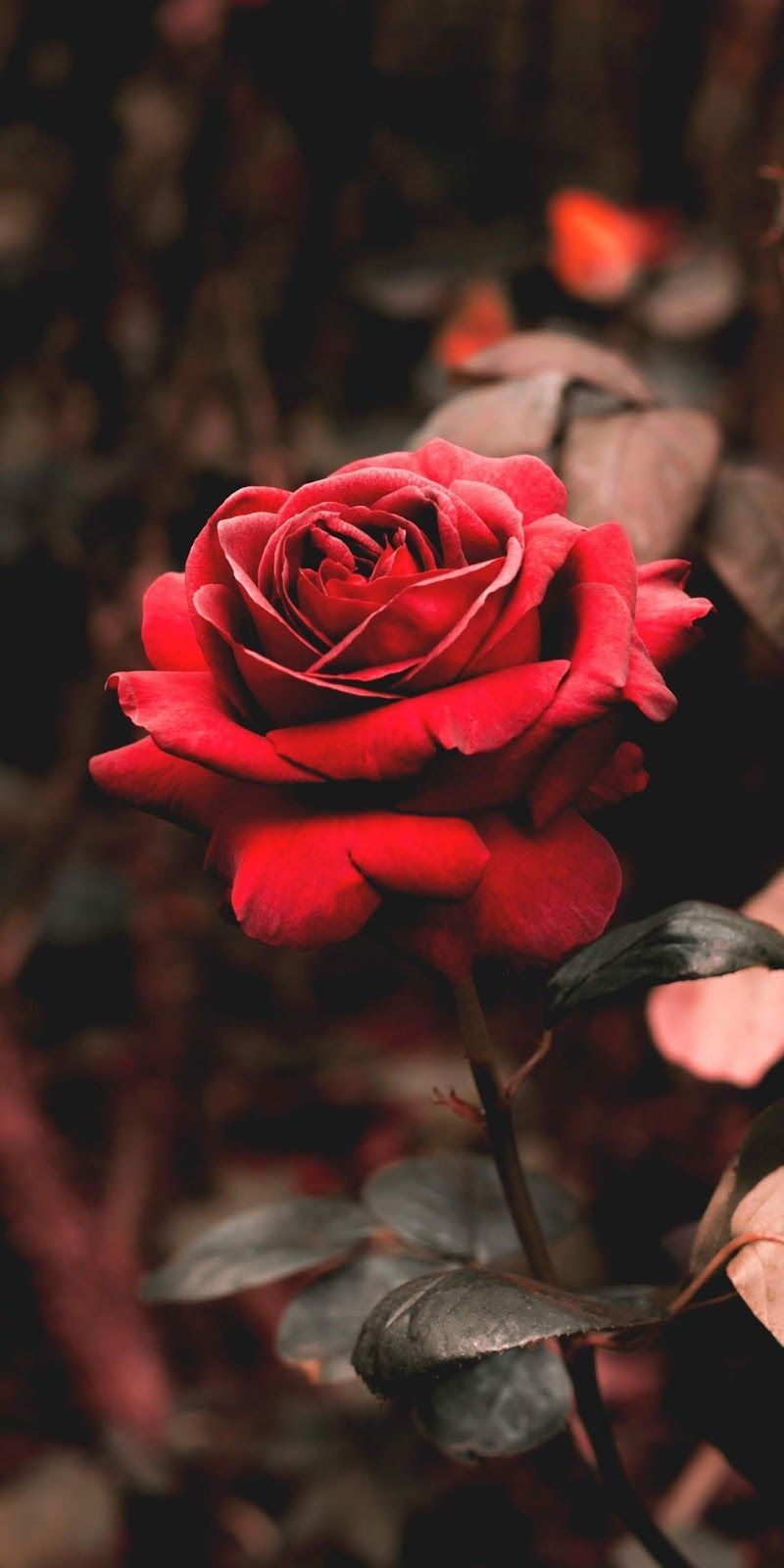 Red Rose Aesthetic Wallpapers