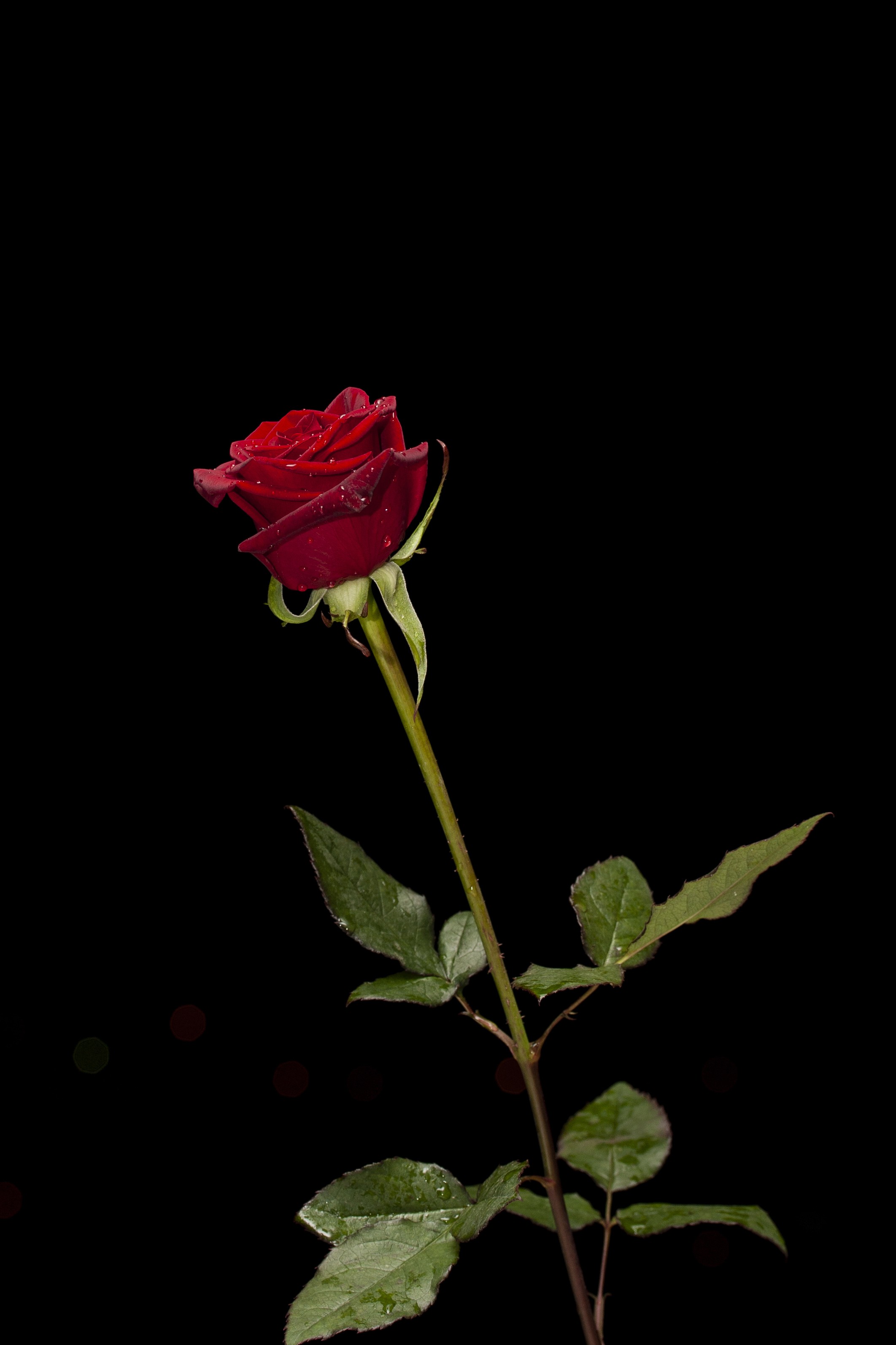 Red Rose Flower Wallpapers