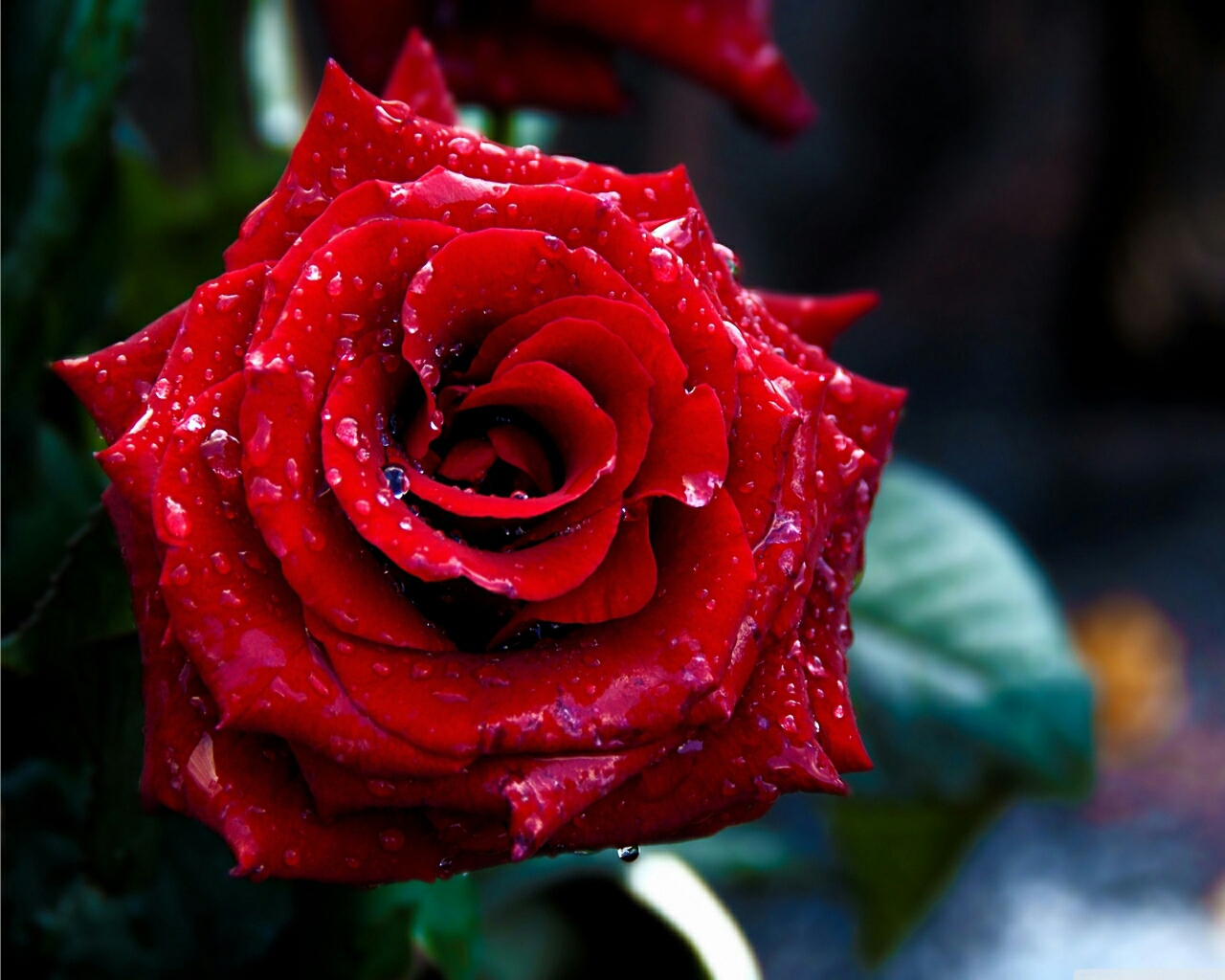 Red Rose Flower Wallpapers