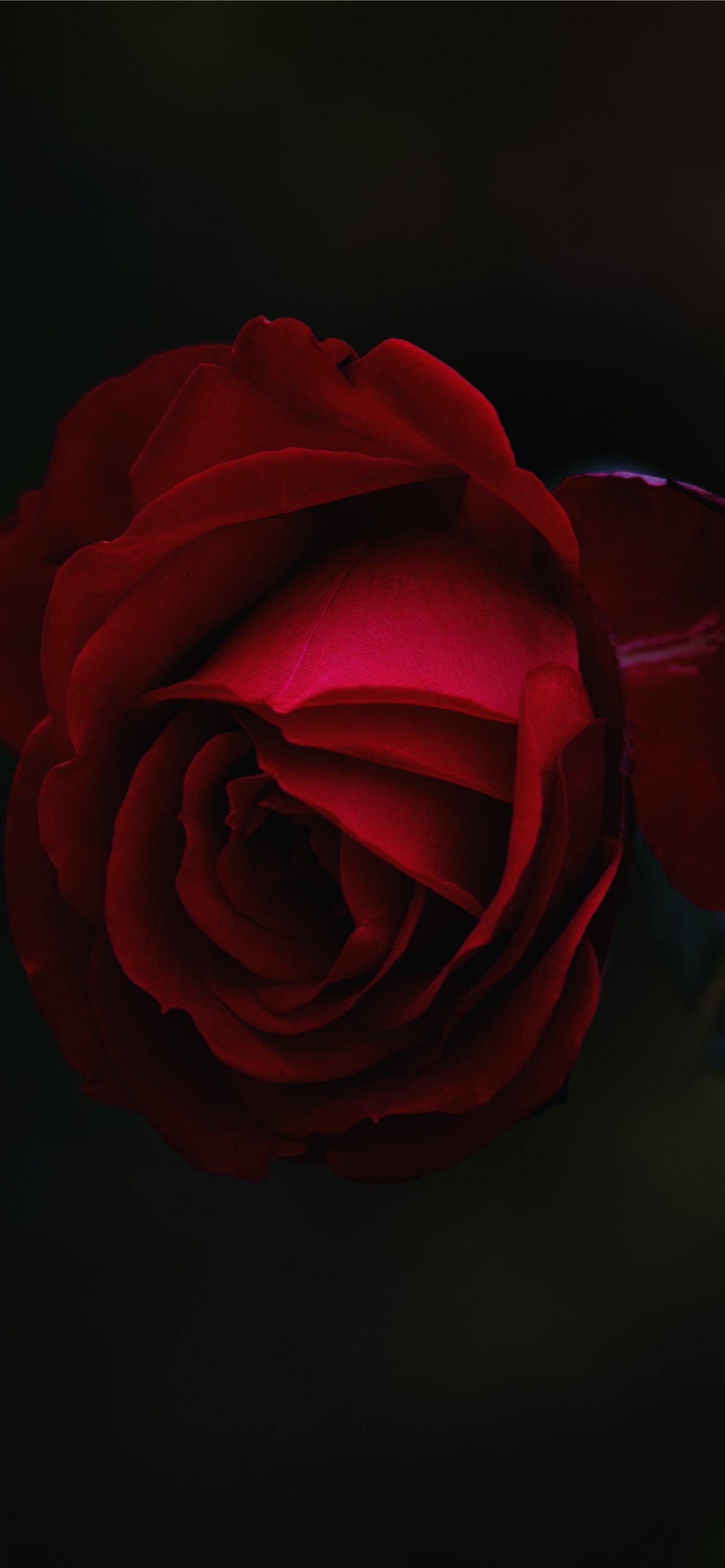 Red Rose Flower Wallpapers