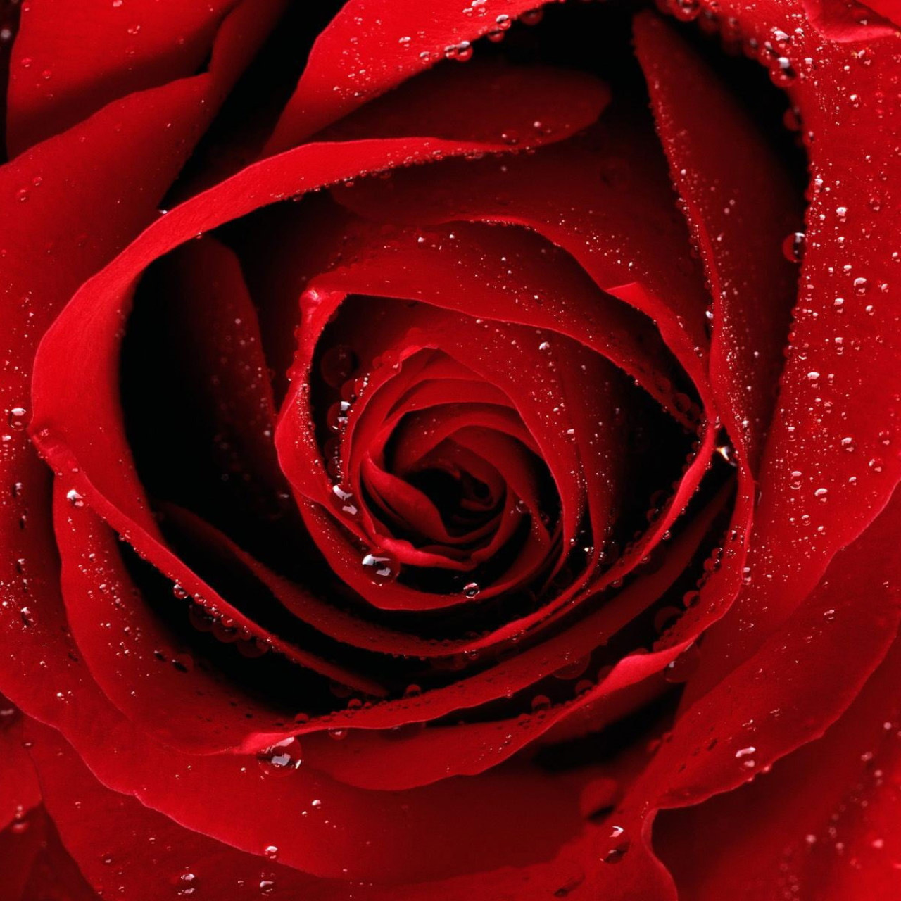 Red Rose Flower Wallpapers