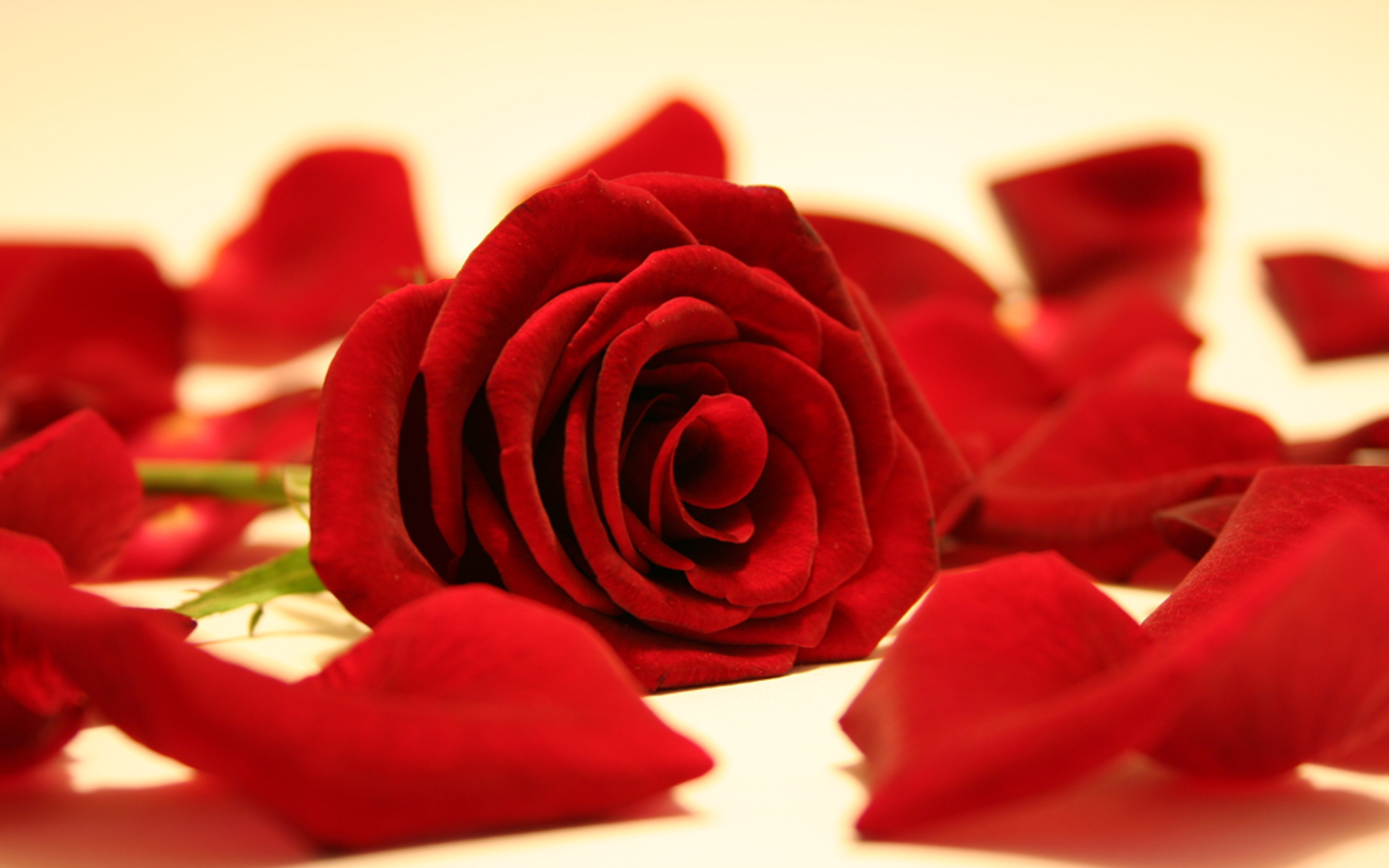 Red Rose Flower Wallpapers