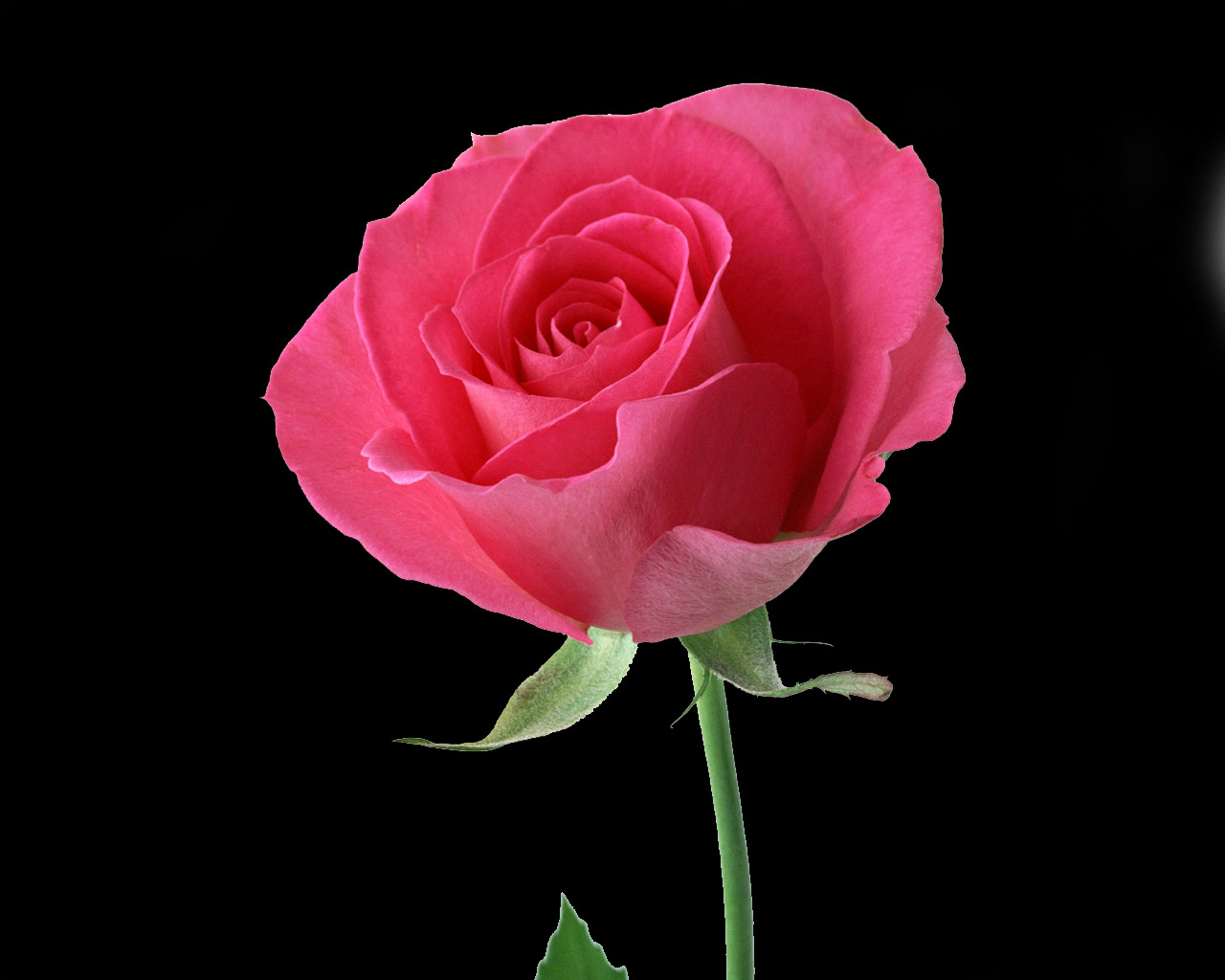 Red Rose Flower Wallpapers