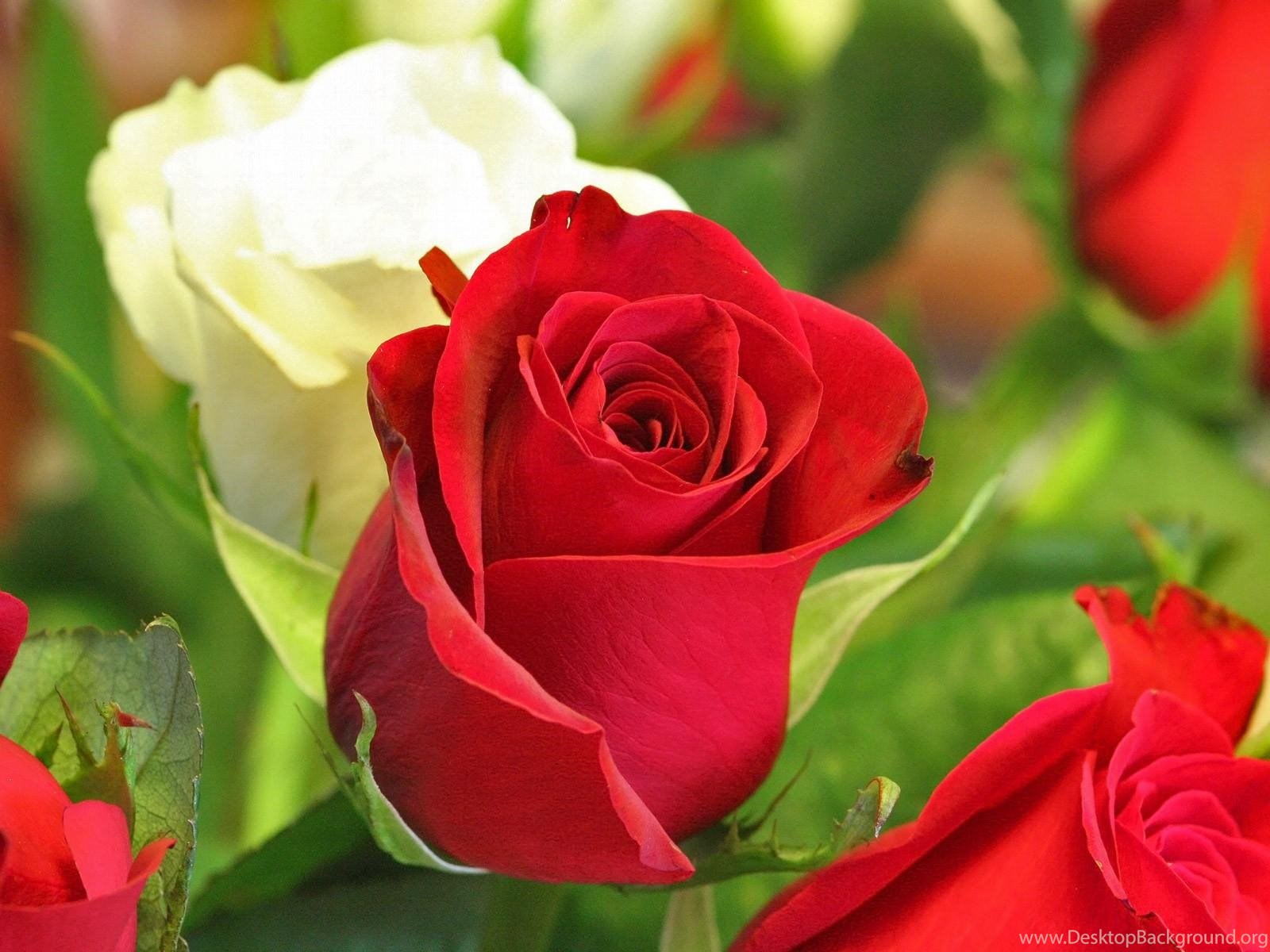 Red Rose Flower Wallpapers