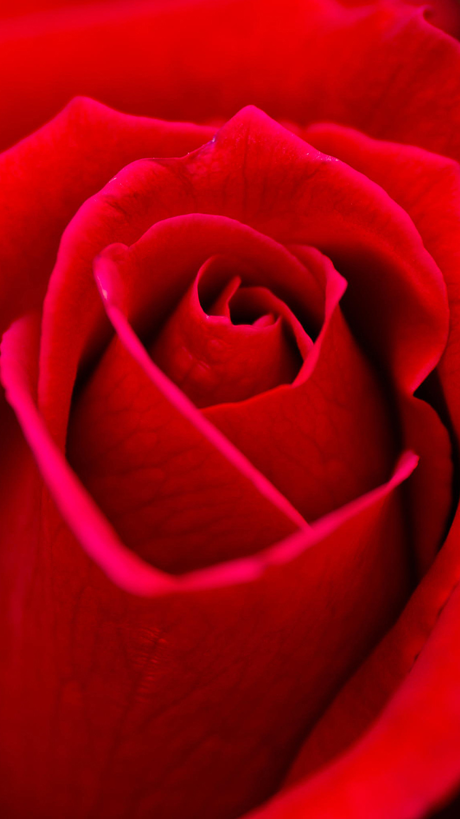 Red Rose Flower Wallpapers